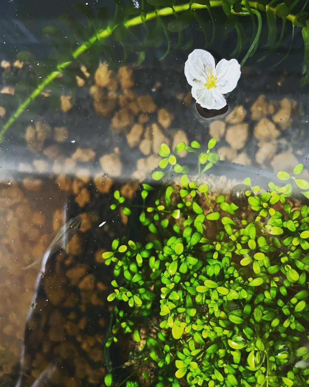 前川泰之さんのインスタグラム写真 - (前川泰之Instagram)「子供が喜ぶヤツ😌 蓮の葉の上を滑る水の玉✨  うちのビオトープで今年初挑戦の蓮。無事に花を咲かせてくれるといいなぁ。  と、水草の花。可憐すぎるっしょ、お前😍  #ビオトープ　#メダカ　#パパの趣味」5月10日 19時30分 - maekawa_yasuyuki_official