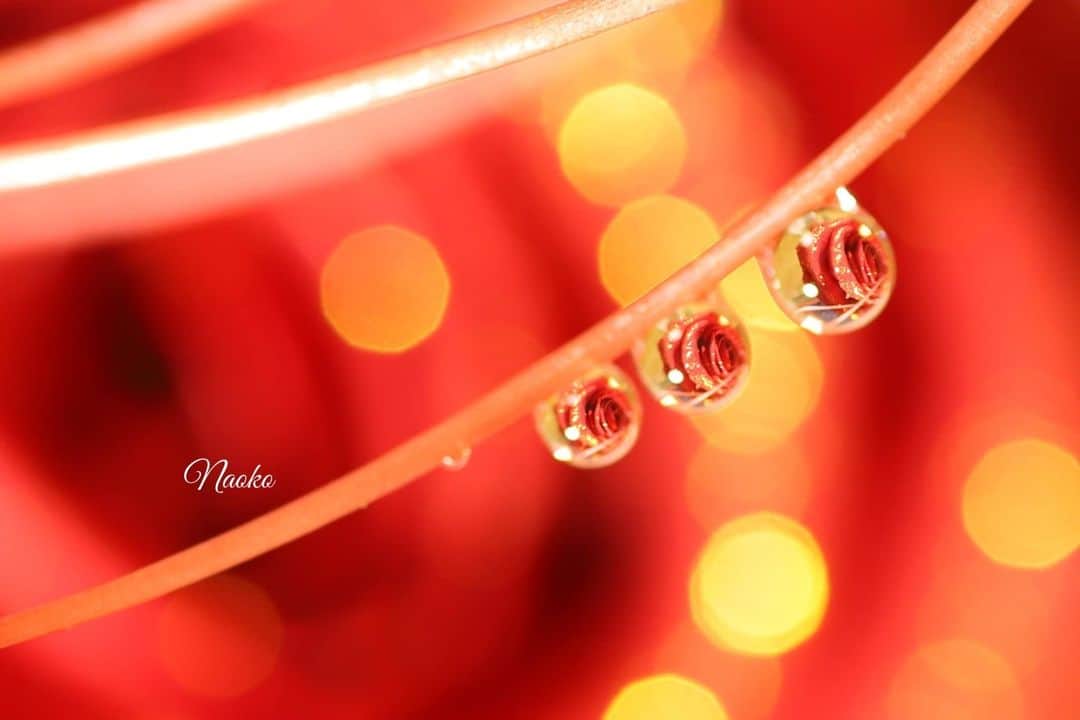 花の写真館のインスタグラム：「Photo by Naoko Suzuki. . Original Post[投稿いただいたURL] https://www.facebook.com/photo.php?fbid=1987721374951654 . 本アカウントは、 #私の花の写真 をつけてInstagramに投稿された皆さまの花の写真や、「花の写真館」Facebookページで投稿された花の写真を紹介します。 「花の写真館」Facebookページは、「 @floral.photograph 」のプロフィールにあるURLからご覧ください。 . ※各種法令、マナー、関係者の指示に従った撮影をお願いします。 *Please ensure that your photography adheres to all relevant laws, etiquette, and instructions issued by authorized persons. ※本アカウントは東京カメラ部がFacebook、Instagramのサービスを利用して運営しているもので、Meta社・Instagramとは一切関係ありません。 . #花の写真館 #floralphotograph #floralphoto #flower #flowers Follow: @floral.photograph」