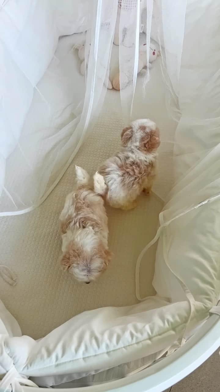 Rolly Pups INCのインスタグラム：「It‘s playtime for maltipoo siblings Avery & Riley! 🏃🏻‍♂️🏃🏻🏃🏽‍♀️」