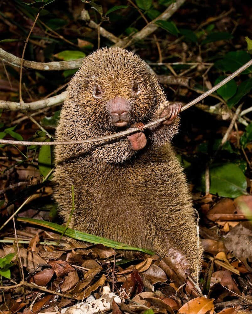 アメリカ自然史博物館さんのインスタグラム写真 - (アメリカ自然史博物館Instagram)「You’ve heard of the porcupine, but what about the thin-spined porcupine (Chaetomys subspinosus)? This nocturnal rodent, also known as the bristle-spined rat, is found only in parts of northern and central Brazil. Unlike many other porcupines, this one’s quills are more like bristles than spines. On average, this species weighs around 3 lbs (1.4 kg). It’s herbivorous and dines on leaves, fruit, and nuts!  Photo: ultimosrefugios, CC BY-NC 4.0, iNautralist」5月11日 5時46分 - amnh