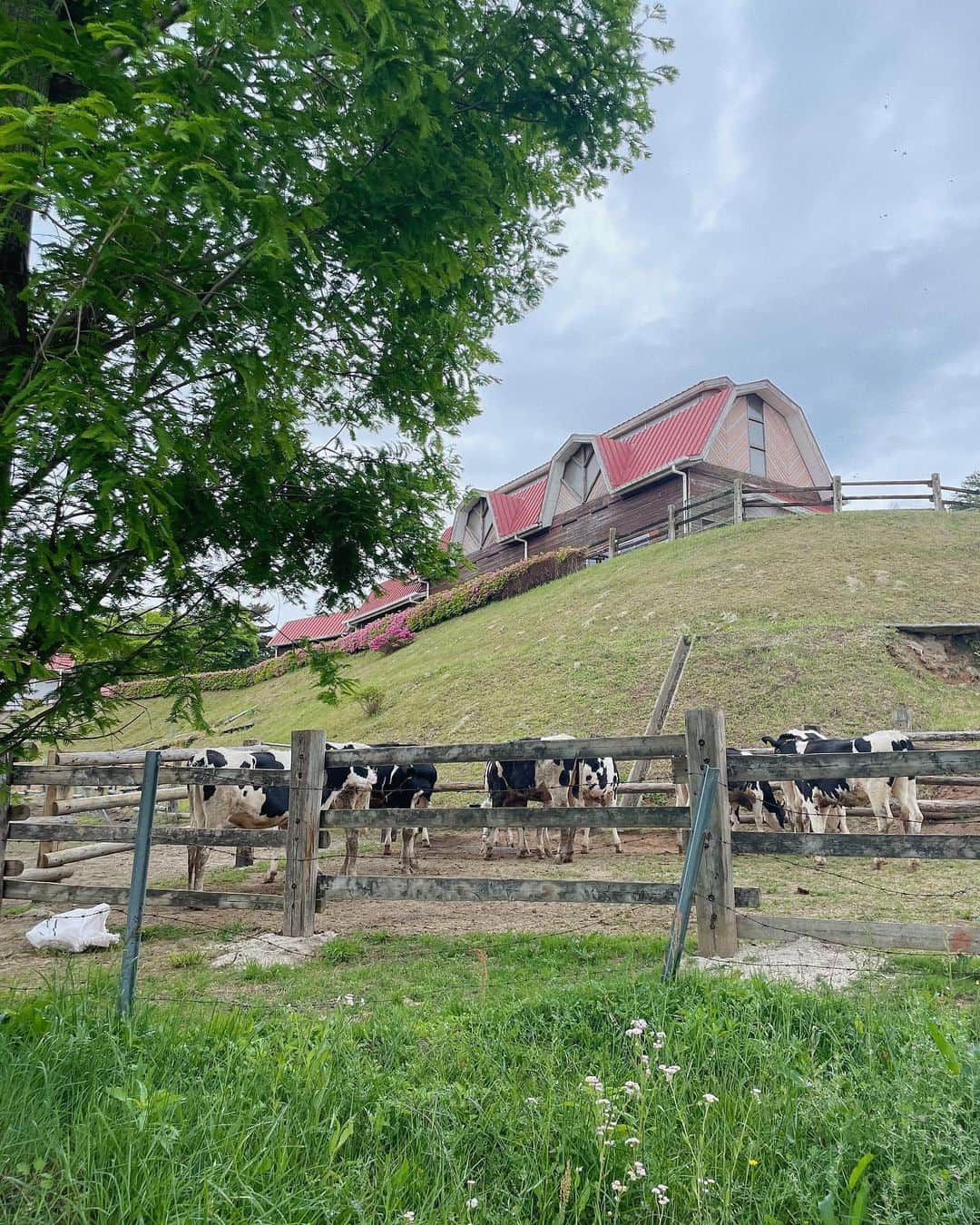 足立沙織さんのインスタグラム写真 - (足立沙織Instagram)「. 自然と一杯ふれあえた日🐄🌳  ここのソフトクリーム、ミルク感強くて大好き🥛  スタバも出来てたけんまたゆっくりきたい〜☕️✨  @charol___official のビートルズTシャツ、バックプリントまで可愛いのにすっかり撮り忘れたけんまた今度載せよう🚶‍♀️🌙  . #aburayama#fukuoka#fukuokafood#fukuokacafe #福岡カフェ#福岡ぐるめ#もーもーらんど#油山市民の森#tシャツコーデ#tシャツデザイン#ビートルズ#ビートルズtシャツ#めがね女子#福岡旅行#福岡観光#福岡観光スポット#ブラックコーデ#モノトーンコーデ#좋아요반사̆̈#좋아요꾹#데일리룩코디」5月10日 21時40分 - sao_ri_17