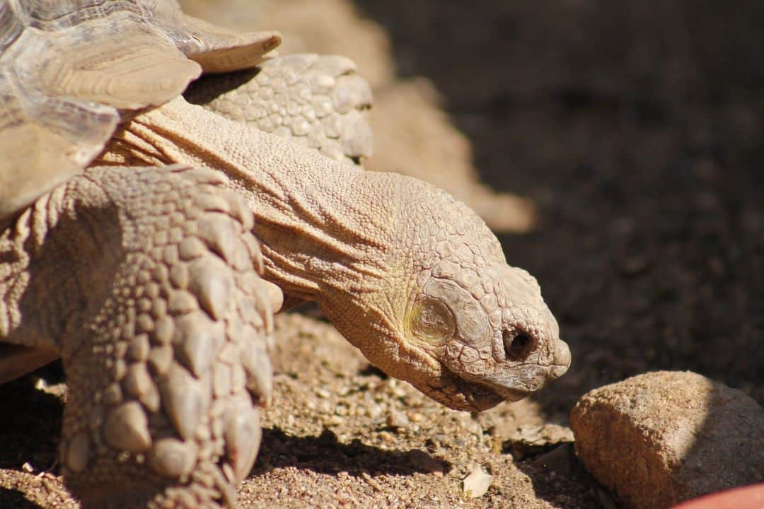 Discoveryさんのインスタグラム写真 - (DiscoveryInstagram)「Image by SK Byers  Slow and steady wins the race!   #DidYouKnow? This Desert Tortoise has adapted to life in a hot and arid environment, and can survive for months without drinking water by storing liquids in its bladder.  #DiscoverTheDesert 🌵」5月10日 22時00分 - discovery