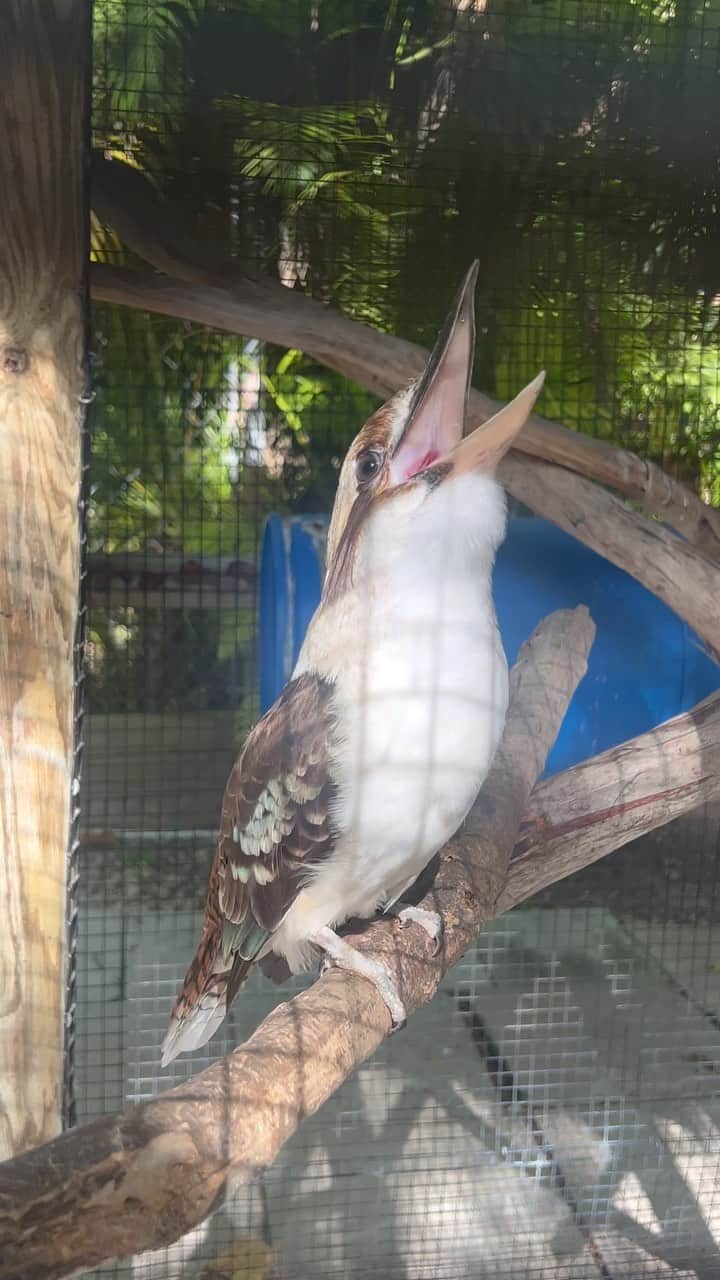 Zoological Wildlife Foundationのインスタグラム：「Laughs to kick off our day here on property with our beautiful #kookaburra.   #funfact:  Its laugh is used to signal their territory to other birds or in this one of our caretaker 😝   🎥 @mattdillon1983   Join us today by booking your tour 📞 (305) 969-3696 or visit ZWFMiami.Com.」