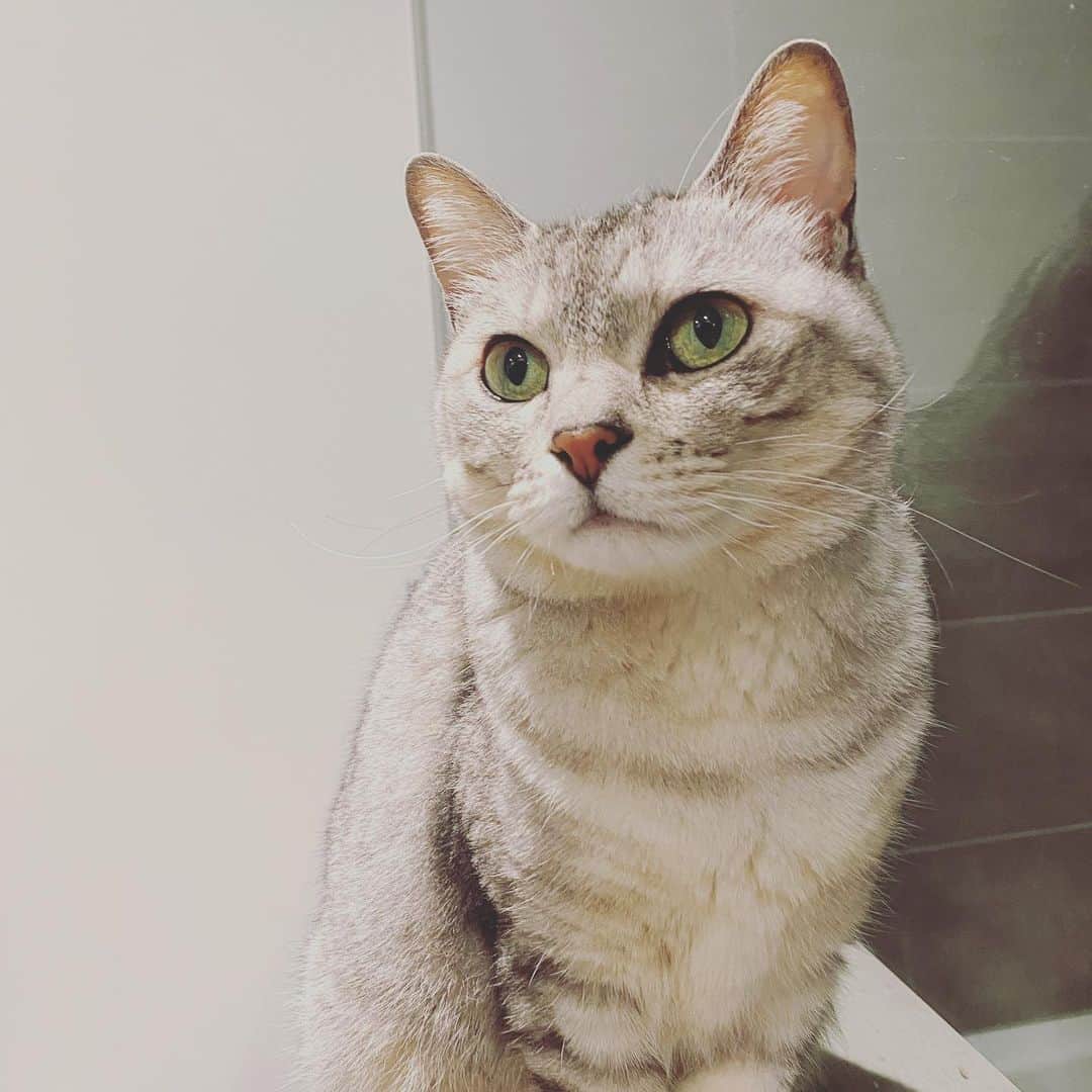 のインスタグラム：「ぼんそわ。 ５月かぁってしみじみしてたらもう10日だわ。 明日は11日。 明後日は12日ね。どんどん進みむす。 むす。むす？ 夕飯がとても美味しかった。 それだけで幸せです。 明日もよろしくね。」