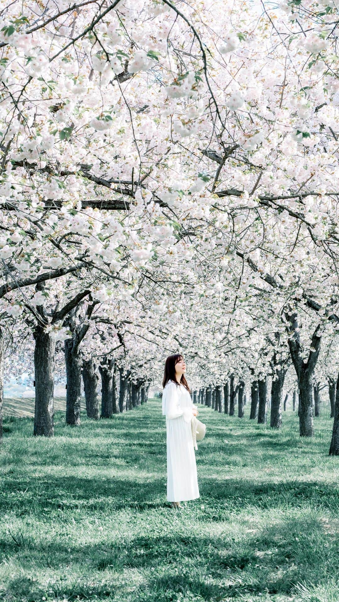 shabonのインスタグラム：「* . . . . . 桜のトンネル🌸 . 丁度この動画を撮ってる時は 人がいなくて貸切でした🥰 . この日もGWも早朝が 寒過ぎてホッカイロが 手放せなかった😂 一体いつまでホッカイロ必要なの！笑 . model : @fujirom_  . . FUJIFILM X-T5 /  XF16-55mm F2.8 R LM WR . . . . . . *」