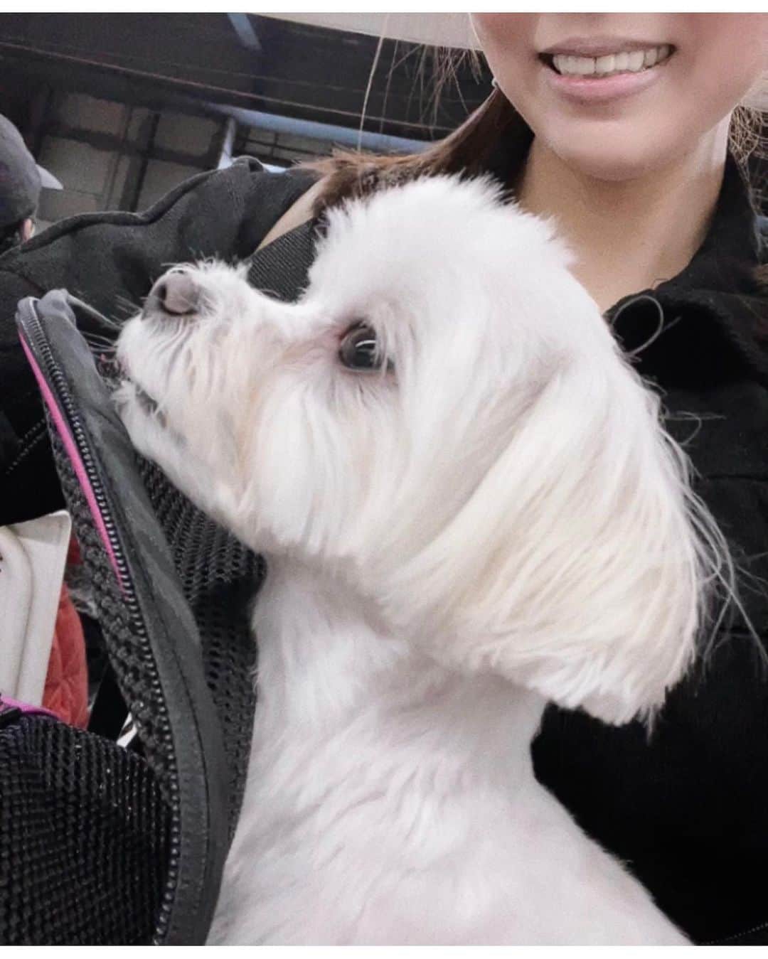 本田裕子さんのインスタグラム写真 - (本田裕子Instagram)「@rinrin_yuko 【潜在意識まで浸透するもの】 . 一杯のお味噌汁を 最初の一口から〜最後の一口まで （意識し続けて）味わい尽くすことは なかなか稀なこと。 . あ、私は昨日から実家に帰省していて、 今朝、母のお味噌汁を久しぶりに  ゆっくり じっくり味わい なんとも美味しく、あたたかかった☺️ . 料理って作る人の想い（氣）が宿っていて それは潜在意識にまで浸透する。 . . ご飯をいただくことだけじゃなくて 人の笑顔、挨拶、季節の空気、 太陽の温もり、小鳥の囀り、新緑、 真剣な対話から たわいのない会話etc… . ゆっくり じっくり味わえば、 毎瞬毎瞬が世界からの贈り物でいっぱい♡ . …… まりんは長い長い移動時間🚄 ずっとお利口にしていて 本当すごいな🥺 . そして、私の心配をよそに彼女は 「あたち、いい子にしてたわよ〜😘」 みたいなエネルギーで走り回ってて🐕💛 . 本当にありがとう♡ . …… あ、そうだ💡 父も小倉駅のホームまで （🚄到着の30分以上前から😆） 迎えに来てくれて、 . 甘えちゃってますが、 じっくり味わっていたら やっぱり あたたかい☺️ . …… 6枚目の（まりんの横顔）写真は 昨日の朝の品川駅のホーム。 . 駅のホームで新幹線を待っていたら、 2組の外人カップルから二度も 「グッドボーイ！」と言われました。 . まりんは女の子🤣笑 . . だけど、 こんなやり取りもクスッと笑えて （外人さんの📷で一緒に写真を撮って） 笑顔でthank youって言い合って 楽しかった（＾∇＾） . . いひ♡ . …… #潜在意識 #浸透する #刻まれる #味わい尽くす #作る人 #想い #氣 #氣が宿る #毎瞬毎瞬 #贈り物 #宝の宝庫 #帰省 #小倉駅 #まるちーず部 #マルチーズとの暮らし #ありがとうありがとうありがとう #グッドボーイ #一期一会 #今ここ #本田裕子」5月10日 23時00分 - rinrin_yuko