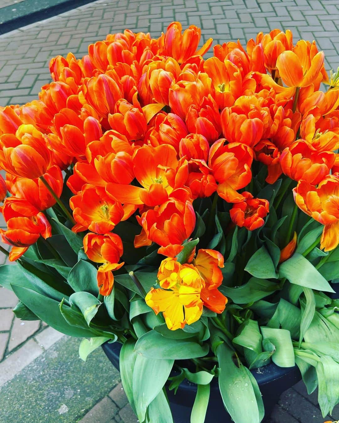 レイチェル・チャンさんのインスタグラム写真 - (レイチェル・チャンInstagram)「Colorful Amsterdam✨ 雨上がりのアムステルダムは色が一層鮮やかです💖  #amsterdam #アムステルダム #アート　#art #flowerbikes #flowerbike」5月10日 23時13分 - rachelchanjpn