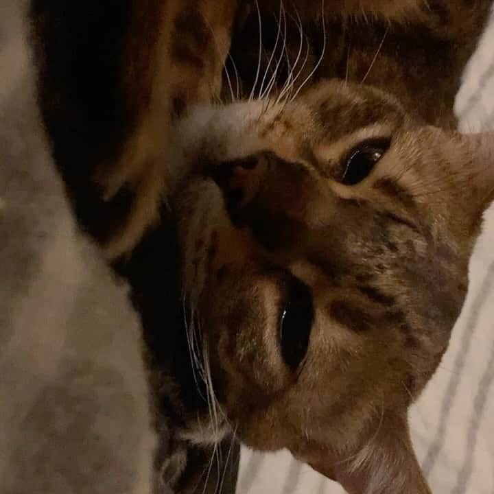 AIのインスタグラム：「ねんねw まじでおやすみ！！！」