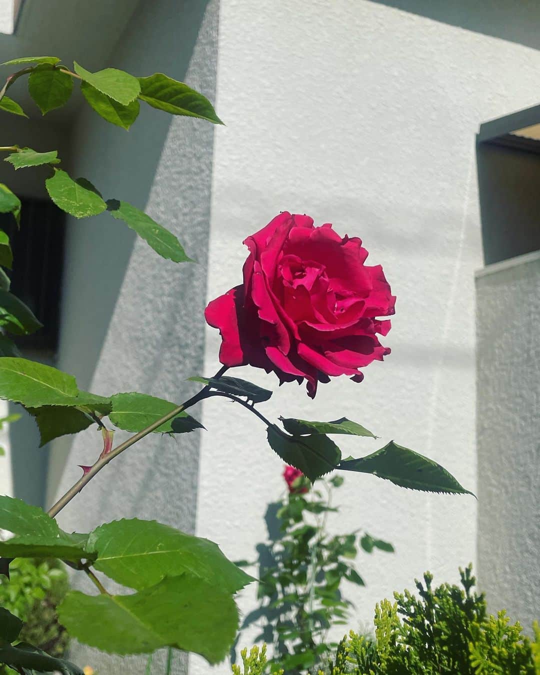 みこのインスタグラム：「街に咲き誇るお花たち。🌷  今年も咲いてくれてありがとう〜。  玄関先で大切に育てて、街に彩りをくださってるみなさんありがとう〜。  春風に吹かれてのびのびと踊っているみんなをみると嬉しくなる！  なんでもない日、ありがとう〜。  今日も空が青くて本当に綺麗だった。  🌏🌹  なんでもない１日の尊さを思い出すきっかけ  お風呂に浸かる瞬間  深く深呼吸  ベッドに倒れて、、わたしはもう、、体力の限界を迎えて寝そうです。  今日もGFCの活動たくさん頑張った。  もっといいクラブになるといいな。  自分が引っ張るってはじめての経験で、空回りすることもたくさん。  おやすみなさい、、😪」