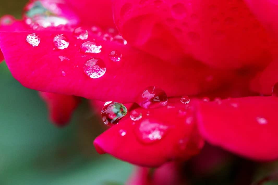 プンクマさんのインスタグラム写真 - (プンクマInstagram)「取り敢えず作業終了でやれやれかな。 週末は薔薇かな。 #薔薇 #水滴写真 #雨の薔薇」5月10日 23時32分 - pnkm913