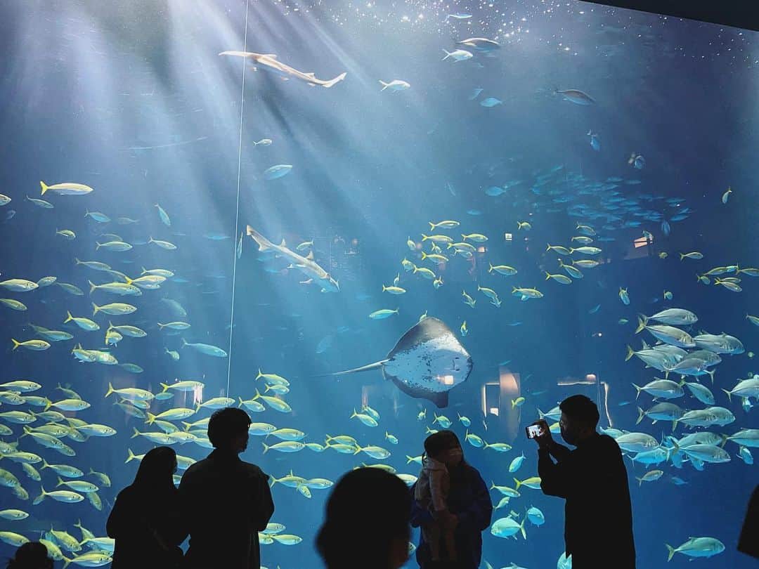 石川龍のインスタグラム：「GWの思い出④ 2020年香川に開業した新しい水族館「四国水族館」へ。 趣向を凝らした展示と、各所に配置された手書きPOP（めちゃクオリティ高い！）。大水槽。瀬戸内海を借景（？）したパノラマイルカショーと、ショーの後のサービスタイムはイルカと大接近で総合的に大満足。 #四国水族館 #イルカ #イルカショー」