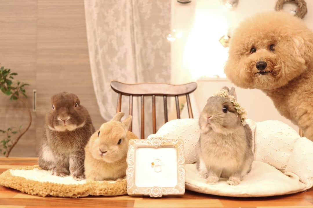 yun.ゆんのインスタグラム：「march.lemon🐻🍋＋cotton.💭＋sugar.🫧 みんなで記念撮影。 うれしいね。🥹♡  ※連投失礼します。🙇‍♀️  🎂お誕生日にぴったりな 今日出会った作品。🖼 2023.5.10  氷砂糖みたいな石でうさぎが描かれてて🐰 記念日に…というメッセージ☺️ キラキラしてまさに砂糖のような🫧笑 シュガーの1歳の記念になりました。🎁  王冠と首飾りと白詰草の花飾り作ってみました。👑 似合ったよ。🥰  #うさぎ四兄弟  #うさぎ#ウサギ#ネザーランドドワーフ#ZIP写真部#レモン#ふわもこ部#マーチ#多頭飼い#犬とうさぎ#dog#poochon #犬#シュガーくん #rabbits#rabbitsofinstagram #rabbitstagram#lapin #pecotv #WeeklyFluff #netherlanddwarf」