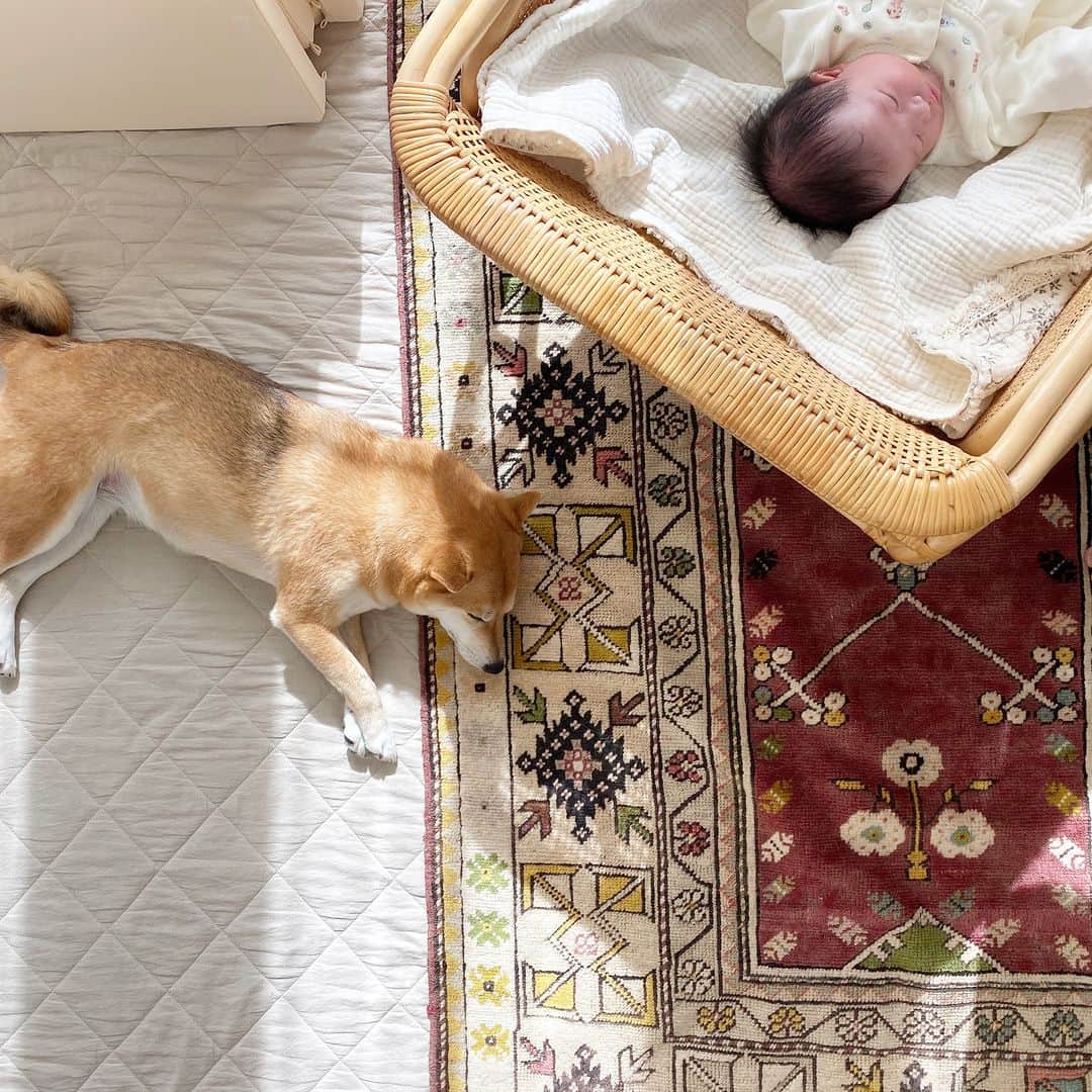 ムクリ［mukuri］さんのインスタグラム写真 - (ムクリ［mukuri］Instagram)「お互いの存在を認め合う大切な家族の一員  大切な家族の一員であり、 かけがえのないペットの存在。   柴犬のあられちゃんと一緒に暮らす  manaさんにお話しいただきました。   自由気ままな生活を送るあられちゃんに訪れた  新しい家族の誕生という環境の変化。   そして、そこから始まった  小さな娘さんとあられちゃんの  付かず離れずの不思議な関係。   鬱陶しく感じながらも  娘さんを徐々に受け入れていく あられちゃんの愛おしい姿に、 読んでいてあたたかい気持ちになれる素敵なお話です。   お互いの存在を認め合って共に過ごす  愛犬との暮らしをぜひご覧くださいね♩   ▶︎ご紹介した読みもの https://mukuri.themedia.jp/posts/17340202  –––––––––––––––––– ムクリ公式アカウントでは くらしの中にある"好き"や"コダワリ"を毎日お届け。  インテリア、整理収納から家づくりなど 日常で参考になる情報から サラッと読める短編コラムまで ご紹介していますのでフォローしてぜひご覧ください。 ▶︎ @mukuri_official ・  「 #ムクリ 」のタグもいつも楽しく拝見しています☺️  オリジナルブランドは @daily_mukuri  くらしの中にあったらいいいな、 そんな商品を企画・制作、集めています。 ––––––––––––––––––  #子どものいる暮らし #子どもと暮らす #赤ちゃんのいる生活 #赤ちゃんと犬のいる生活 #犬と子ども #柴犬 #犬との暮らし #犬がいる生活#くらしの編集#ムクリ」5月11日 0時05分 - mukuri_official