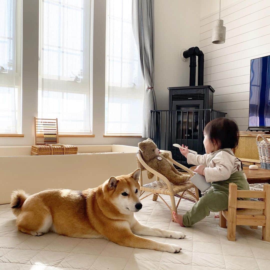 ムクリ［mukuri］さんのインスタグラム写真 - (ムクリ［mukuri］Instagram)「お互いの存在を認め合う大切な家族の一員  大切な家族の一員であり、 かけがえのないペットの存在。   柴犬のあられちゃんと一緒に暮らす  manaさんにお話しいただきました。   自由気ままな生活を送るあられちゃんに訪れた  新しい家族の誕生という環境の変化。   そして、そこから始まった  小さな娘さんとあられちゃんの  付かず離れずの不思議な関係。   鬱陶しく感じながらも  娘さんを徐々に受け入れていく あられちゃんの愛おしい姿に、 読んでいてあたたかい気持ちになれる素敵なお話です。   お互いの存在を認め合って共に過ごす  愛犬との暮らしをぜひご覧くださいね♩   ▶︎ご紹介した読みもの https://mukuri.themedia.jp/posts/17340202  –––––––––––––––––– ムクリ公式アカウントでは くらしの中にある"好き"や"コダワリ"を毎日お届け。  インテリア、整理収納から家づくりなど 日常で参考になる情報から サラッと読める短編コラムまで ご紹介していますのでフォローしてぜひご覧ください。 ▶︎ @mukuri_official ・  「 #ムクリ 」のタグもいつも楽しく拝見しています☺️  オリジナルブランドは @daily_mukuri  くらしの中にあったらいいいな、 そんな商品を企画・制作、集めています。 ––––––––––––––––––  #子どものいる暮らし #子どもと暮らす #赤ちゃんのいる生活 #赤ちゃんと犬のいる生活 #犬と子ども #柴犬 #犬との暮らし #犬がいる生活#くらしの編集#ムクリ」5月11日 0時05分 - mukuri_official