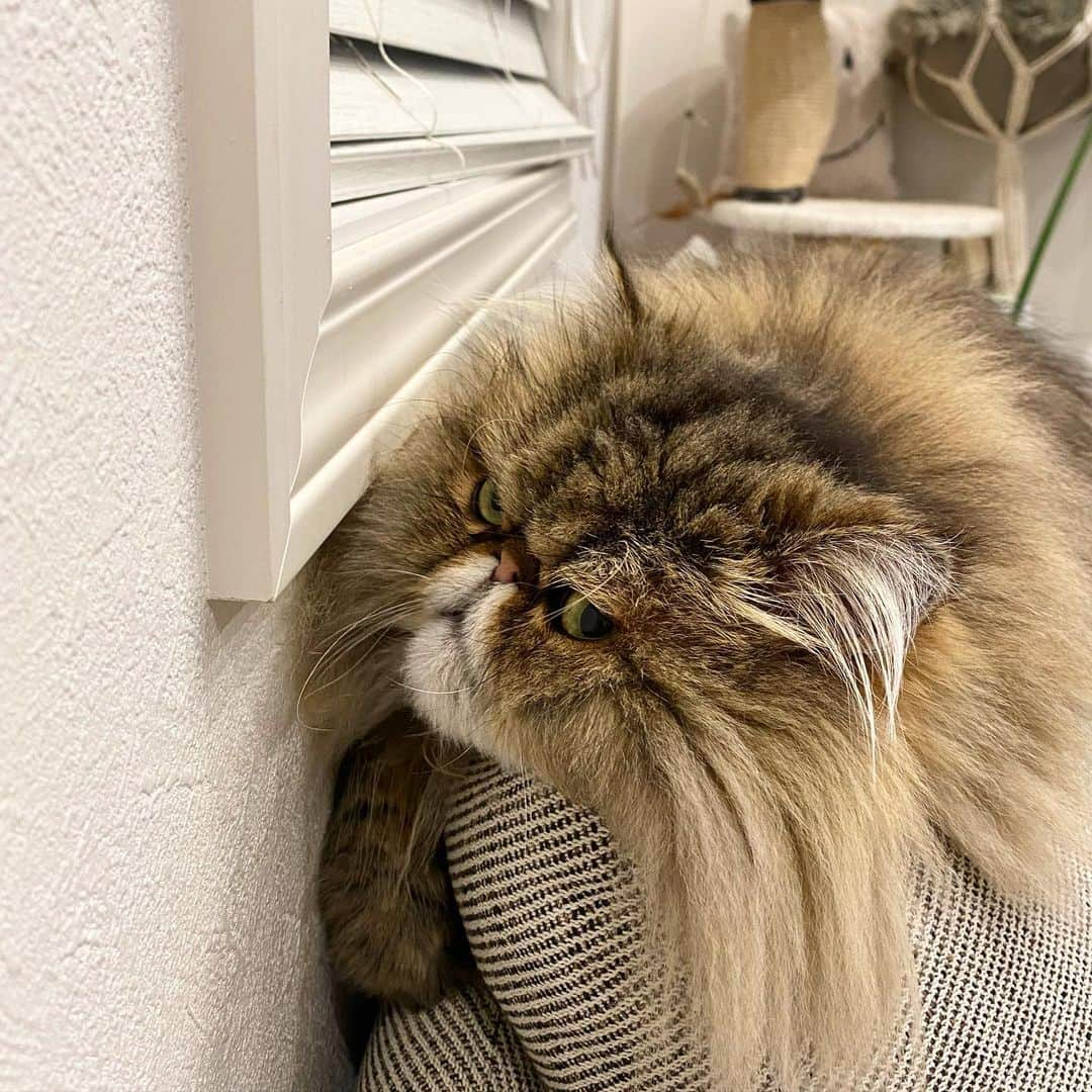 ミッシュのインスタグラム：「なんか違う🐈匂いする😒  #へりで寝る #mau 🐈‍⬛ #何かいじけてる ？ #そーゆー顔か 🤣 #マッシュの匂いするか #おやすみ #ペルシャ猫」