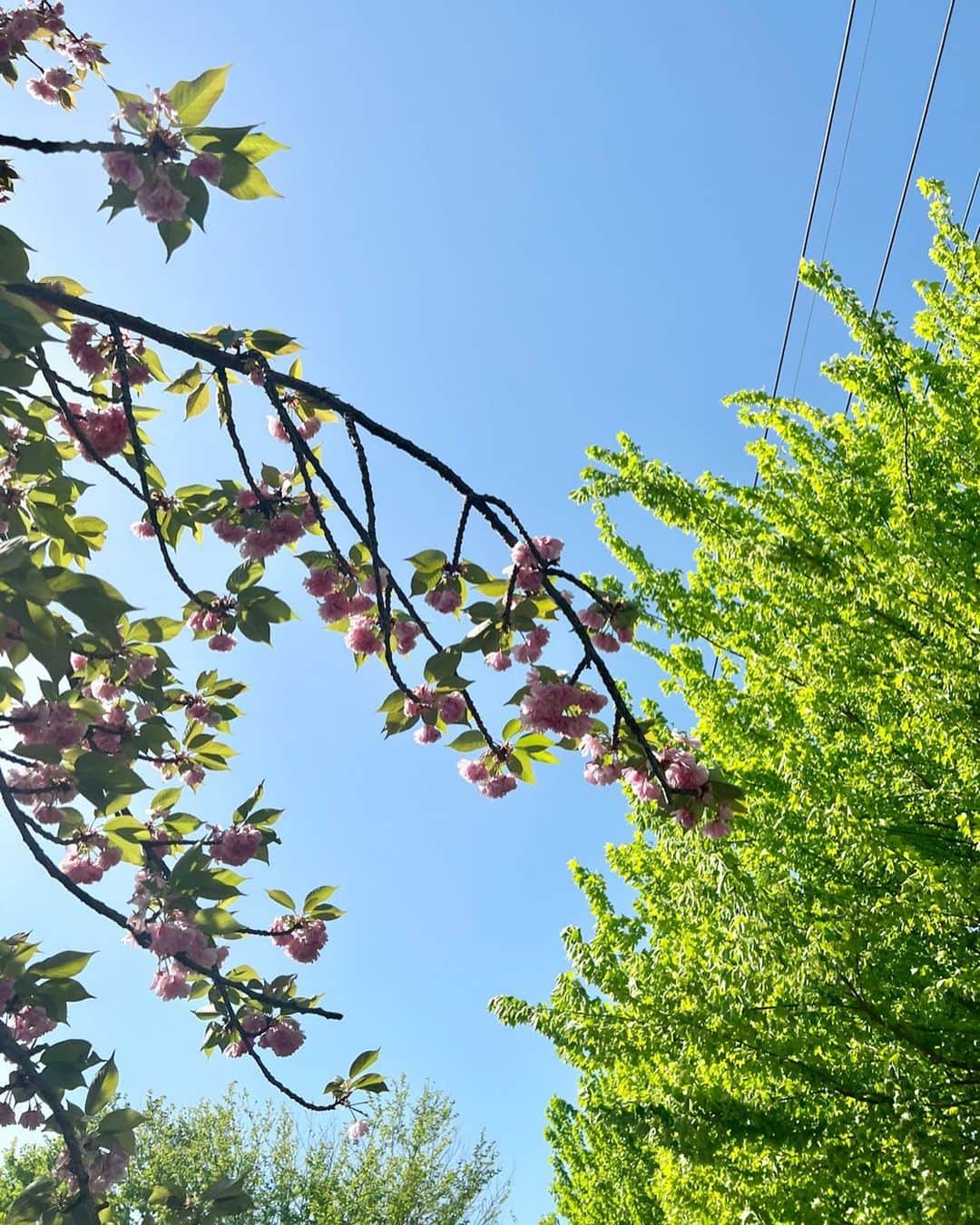 立花麻理のインスタグラム：「・  春の色と光を カメラロールの中の記憶を こちらにも記録しておこう📸  写真を撮りたくなるのは 大体いつも朝で 息子を小学校に送った後の散歩道👣  朝8時ぐらいの空気って とても澄んでいて美味しい🌿🫧  ・  #春色 #春色の記憶」
