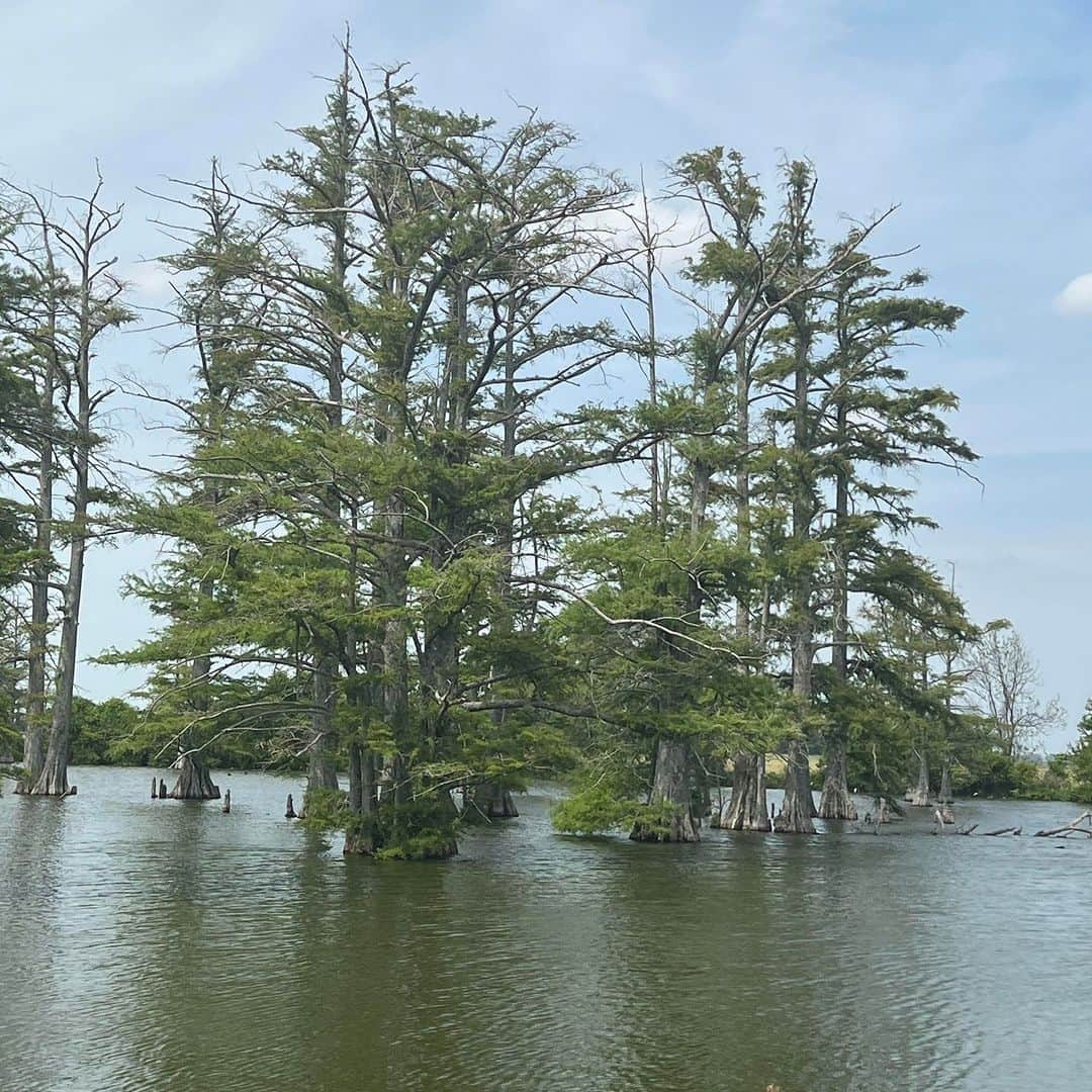 ロバート・プラントのインスタグラム：「A day in the Delta ..a  home of the heart … for 60 of my years  - RP」