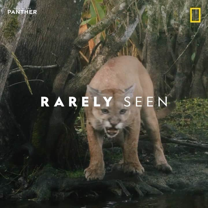 レオナルド・ディカプリオのインスタグラム：「They once regularly roamed the entire Southeast, but now there are only about 200 Florida Panthers left. Don’t miss #PathOfThePanther, an informative film on the last breeding population of big cats surviving in the eastern United States and the fight to save their home.   Now streaming on @Hulu and @DisneyPlus.」