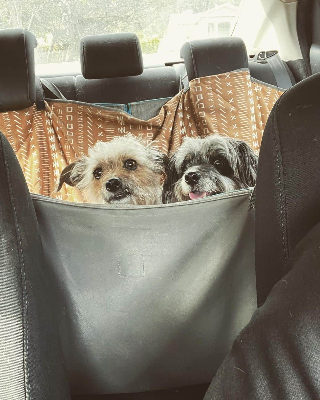 カイル・マクラクランさんのインスタグラム写真 - (カイル・マクラクランInstagram)「Life is just better in a pouch. #poochinapouch #elvis&bailey thank you @mollymutt」5月11日 2時47分 - kyle_maclachlan