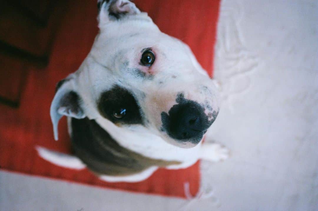 ゾーイ・ドゥイッチさんのインスタグラム写真 - (ゾーイ・ドゥイッチInstagram)「9 years with this angel on earth @maybelledannydeutch. thank you forever @eastvalleyshelter for saving my girl. she’s the best thing that’s ever happened to me 🥹 #adoptdontshop」5月11日 3時09分 - zoeydeutch