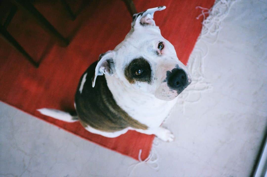 ゾーイ・ドゥイッチさんのインスタグラム写真 - (ゾーイ・ドゥイッチInstagram)「9 years with this angel on earth @maybelledannydeutch. thank you forever @eastvalleyshelter for saving my girl. she’s the best thing that’s ever happened to me 🥹 #adoptdontshop」5月11日 3時09分 - zoeydeutch
