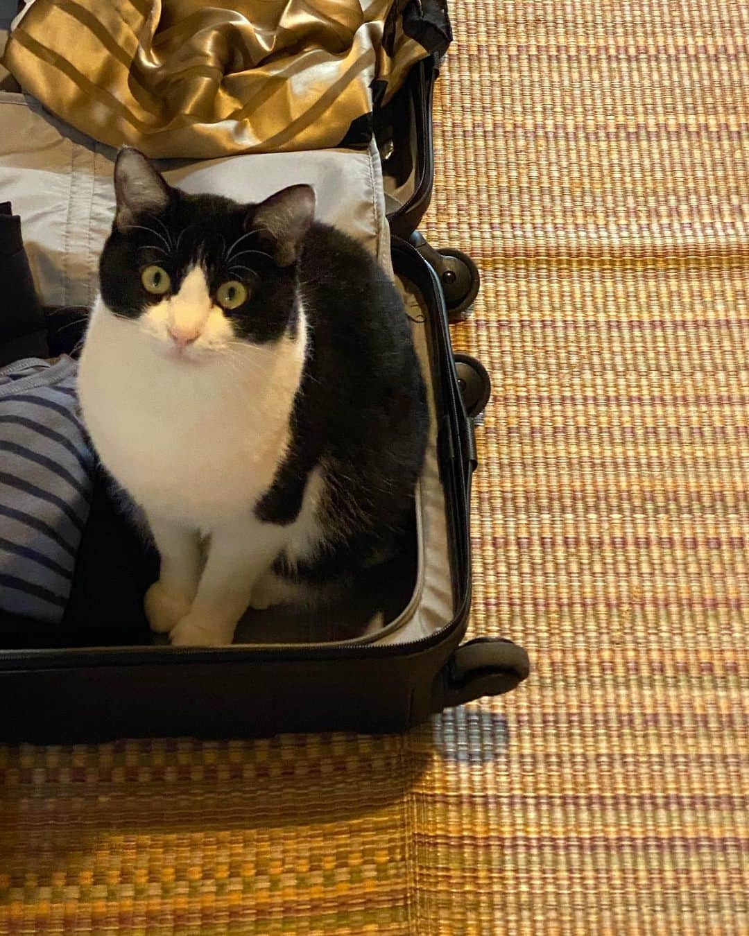 渡辺真起子さんのインスタグラム写真 - (渡辺真起子Instagram)「ある日の風景。  一緒にいく？  愛猫達はスーツケースに入り込む。  いちばん長く一緒に暮らしたシンフはワザと粗相をした事がある。  ちょっとごめんねって、 思いながら旅支度をする。  #愛猫 #保護猫 #猫のいる暮らし  #ハチワレ」5月11日 14時25分 - watanabe_makiko