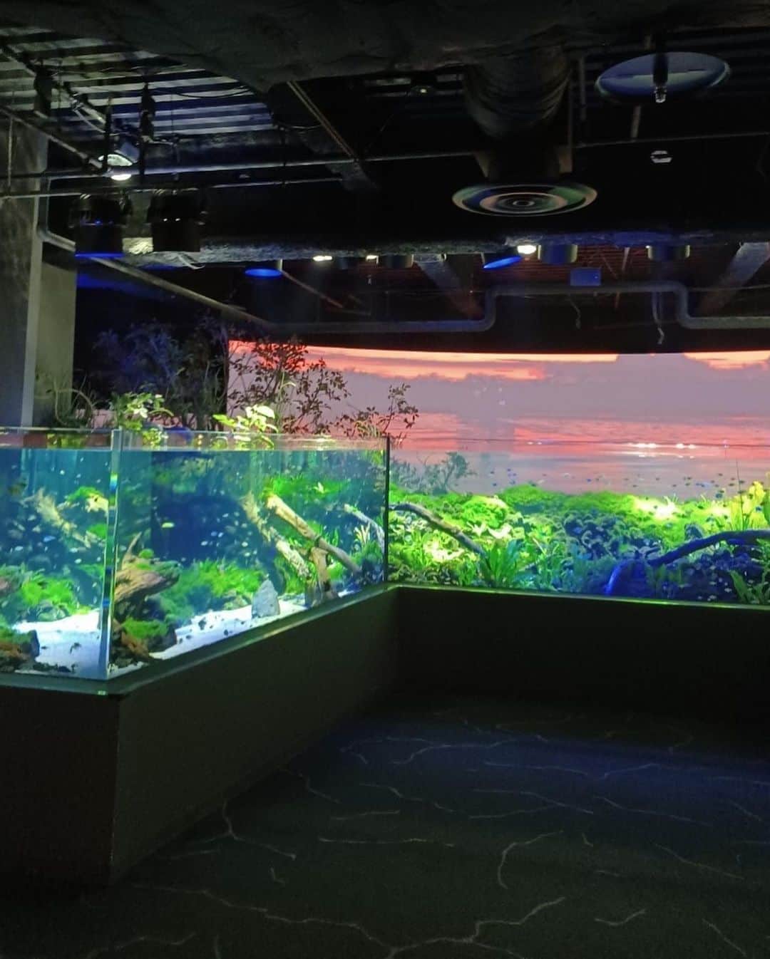 小川理子さんのインスタグラム写真 - (小川理子Instagram)「川崎駅徒歩1分「カワスイ 川崎水族館」についに行ってきた‼︎  カワスイがこんなにすごい水族館だったとは😍 最先端のテクノロジーがつめこまれていて驚いたり、多摩川の景色や魚たちは懐かしい気持ちにさせてくれたり、世界の川も探検できるの。昼間と夜だと雰囲気も変わっていてカフェやレストランもあるし1日中遊べる♡ オトナも子どもも関係なく楽しめる水族館が川崎にあったんだー！って嬉しい発見でした。  水族館だけど、アルマジロやカピバラ、ナマケモノがいた‼︎🦥ランタンを持ってナイトツアーで動物にあえる貴重な経験もできて興奮した！  しかもいま、カワスイは期間限定で謎ときコンテンツ『ナゾスイ』を開催中♡  館内に謎解きの出題が好きな魚「ハテナウオ」がいて、 LINEで新人飼育員ユユと一緒に謎を解いていくの！  今回は「CHAPTER BLUE」‼︎ 各チャプターをクリアするごとに「CLEARバッジ」もらえる😍ちゃんと私もクリアできたよ♡ 全5種類のCLEARバッジを集めると、「ナゾスイMASTERバッジ」がゲットできるんだって✨ ほしい🤤 松丸亮吾さん率いる謎解きクリエイター集団「リドラ」が仕掛けた謎なので、奥深いし！久しぶりに謎解きに集中しました笑 全部で100問あるそうなので、今後も楽しみすぎる！  「アソビュー」でチケットを手配してみたのだけど、 水族館に行く途中でも事前予約できるし、入場までスムーズ。オトクなチケットもあるから良いね🐠  カワスイにハマりました‼︎  PR @kawasui_aqua #カワスイ #水族館デート #関東おでかけスポット #旅プラン #神奈川デート #アソビュー #川崎水族館 #カワスイ川崎水族館 #川崎観光 #神奈川観光 #水族館好きと繋がりたい #水族館 #ナゾスイ#リドラ」5月11日 14時18分 - ogawariko11
