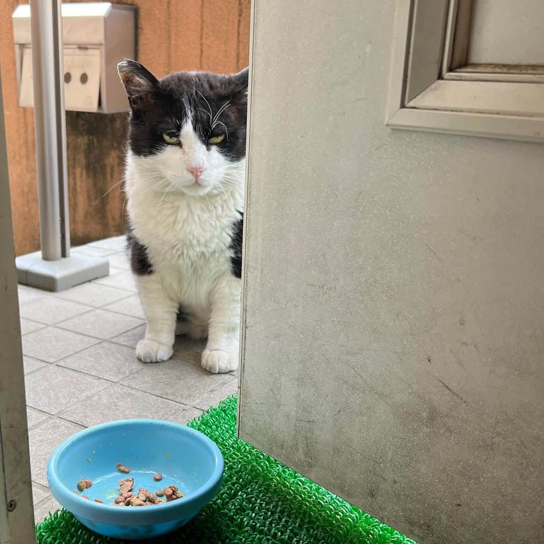 Kachimo Yoshimatsuのインスタグラム：「ドアの間からコンニチハ｡  #うちの猫ら #ikasumi #猫 #ねこ #ニャンスタグラム #にゃんすたぐらむ #ねこのきもち #cat #ネコ #catstagram #ネコ部 http://kachimo.exblog.jp」