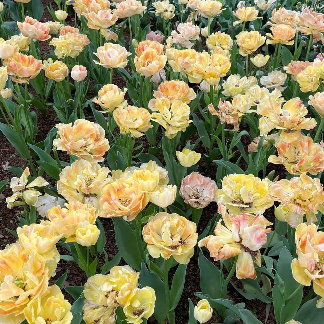 大曲李佳のインスタグラム：「５月  配信で言ってたチューリップ科のお花です🌷 絵に描いたみたいに花びらがツヤっとしていて、名前も可愛くてお気に入りのお花です☻  #5月 #お花 #チャーミングビューティー」