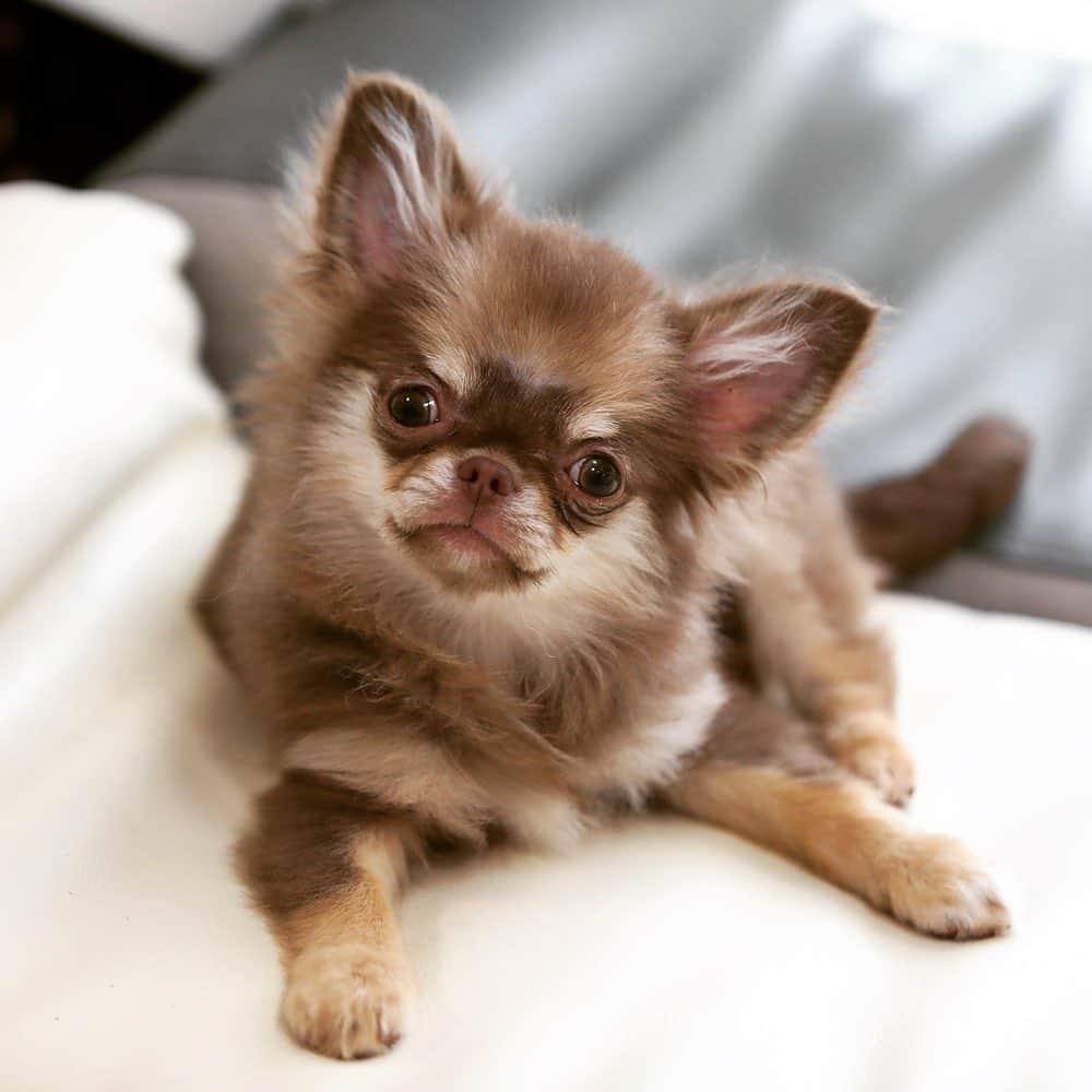 犬小屋??のインスタグラム：「今日のだんな様❤️ 誕生から129日め🐣 オヤツの配給でちゃんと指示に従ってくれています。 天才です😊 ドスの効いた支持声はお気になさらず😅  #chihuahua #chihuahuastagram  #chihuahualife  #チワワ #ロングコートチワワ  #ちわすたぐらむ  #ちわわ大好き  #だんなすたぐらむ  #canon #canon_photos  #キンダーガーテンアミ」