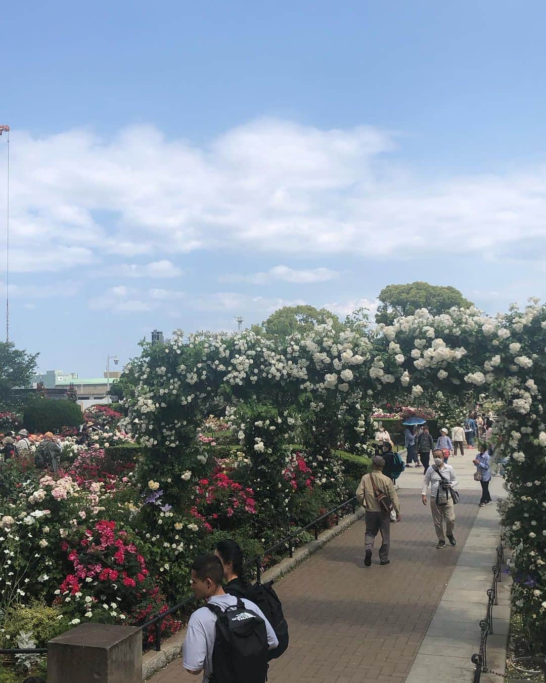 大和田獏さんのインスタグラム写真 - (大和田獏Instagram)「#ばくさんぽ 山下公園のバラ園に薔薇🌹を見に行って来ました。 沢山の種類と数の花々を楽しめました。　薔薇の花言葉は美、愛だそうですが、色や本数によっても異なるそうです。」5月11日 14時41分 - bakuowada