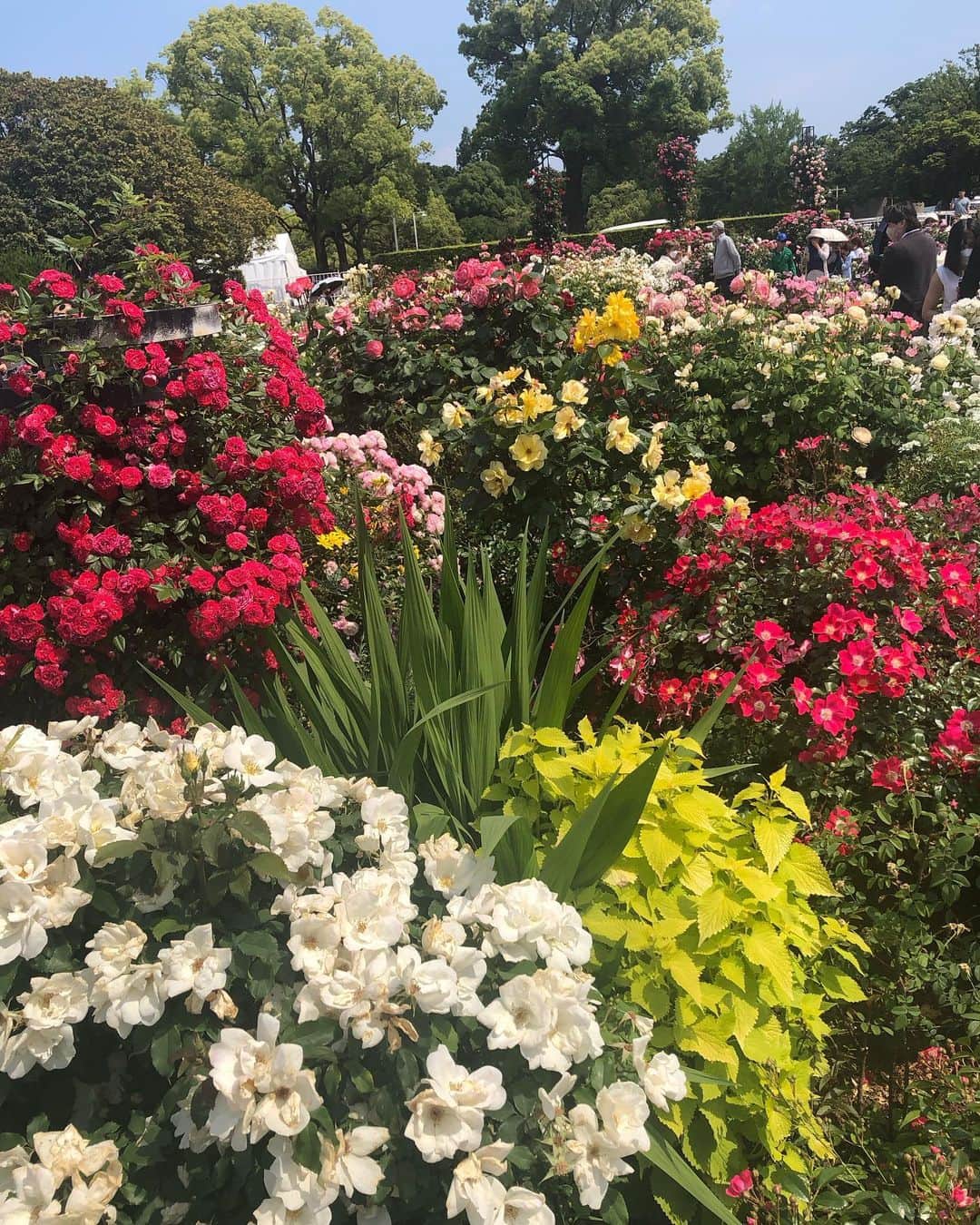 大和田獏さんのインスタグラム写真 - (大和田獏Instagram)「#ばくさんぽ 山下公園のバラ園に薔薇🌹を見に行って来ました。 沢山の種類と数の花々を楽しめました。　薔薇の花言葉は美、愛だそうですが、色や本数によっても異なるそうです。」5月11日 14時41分 - bakuowada