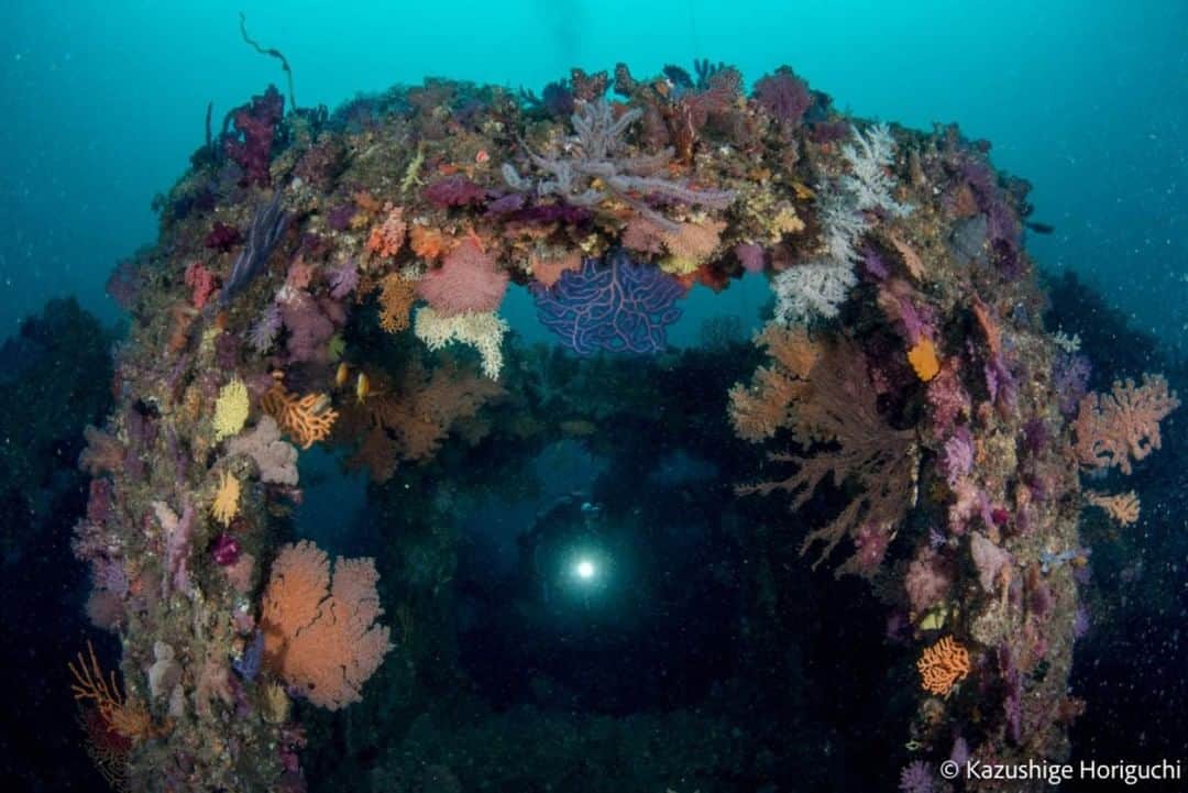 diversgakuen2016さんのインスタグラム写真 - (diversgakuen2016Instagram)「魚礁に生えるソフトコーラルが凄い✧˙･*⋆  水深23mの白い砂地から水深18mほどのところまで、山積みにされた立方体のブロック（並型魚礁）が、そびえ立ちます。  そこにトサカやヤギなどのソフトコーラルがビッシリと密集していて、「これぞ尾鷲の海！」と感じることのできるダイビングポイントです。  すごく珍しい生き物がいるという訳ではないのですが、潜っているだけで美しいソフトコーラルに包まれて幸せな気分になれます。  Photo by 堀口和重👉@holly1kaz 📍三重県・尾鷲  𓈒𓇼Pick up!𓇼𓈒 ▼春の三重県・尾鷲でボート三昧！▼ https://scuba-monsters.com/owase_2021_spring/  𓇼𓆛𓆜𓆝𓆞𓆟𓇼𓆛𓆜𓆝𓆞𓆟𓇼  Scuba Monsters（スクーバモンスターズ） https://scuba-monsters.com/ フィードでギャラリー展開中𓆉𓈒𓏸  𓇼𓆛𓆜𓆝𓆞𓆟𓇼𓆛𓆜𓆝𓆞𓆟𓇼  #スクモン #diving #scubadiving #underwaterphoto #ocean #japan #海 #水中写真 #自然写真 #ダイビング #スキューバダイビン #ダイビング好きな人と繋がりたい #世界の絶景 #絶景スポット #三重 #尾鷲 #ソフトコーラル」5月11日 15時21分 - scubamonsters