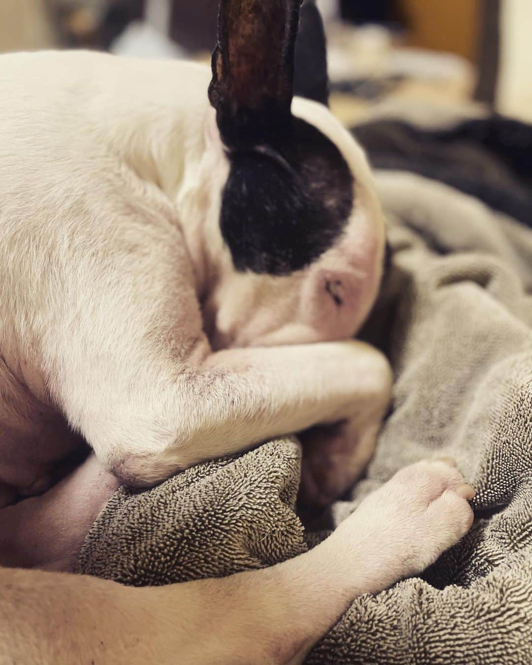 のインスタグラム：「#minituru#bull#terrier#minibullterrier#miniturubullterrier#dog#dogstagram#cute#qtaro#love#family#ミニチュア#ブルテリア#ミニチュアブルテリア#Q太郎」