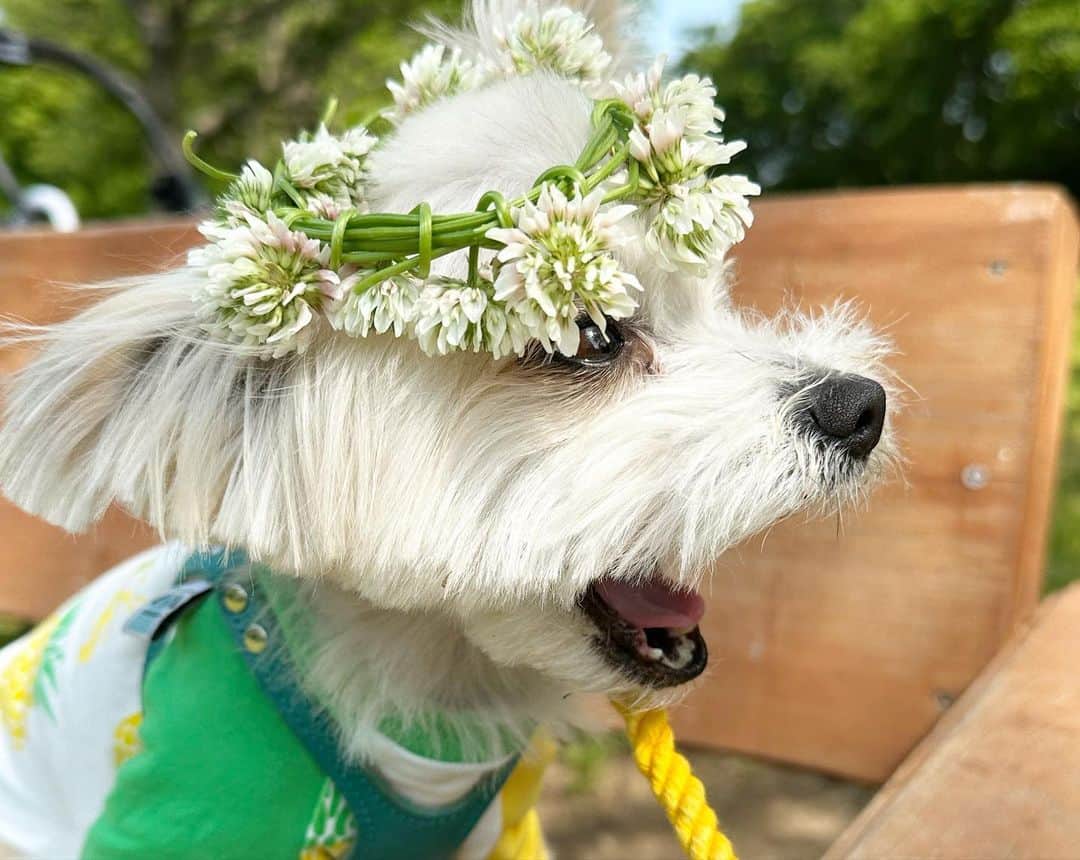 チャン・リーメイさんのインスタグラム写真 - (チャン・リーメイInstagram)「初夏のピクニック🌱  🤔アレッ。。  休みといえば最近ピクニックしかしてない😅ﾏｲｯｶ  今回のゲストは司クン😃  気持ちいい風、  一緒に感じられたネ💕  シロツメクサの王冠👑  数十年ぶりに作ったけど、  みんなとっても似合ってる＾＾  ルルの散歩は、日に日にｽｺﾞｲ😁  #初夏のピクニック #犬も猫も好き #犬と猫の生活 #猫だってお散歩 #dogandcatlove」5月11日 15時39分 - limeichiang