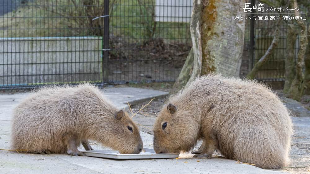 渡辺克仁さんのインスタグラム写真 - (渡辺克仁Instagram)「おはようございます。 地震驚きましたね。  #カピバラ #水豚 #capybara #おはよう」5月11日 7時00分 - katsuhito.watanabe