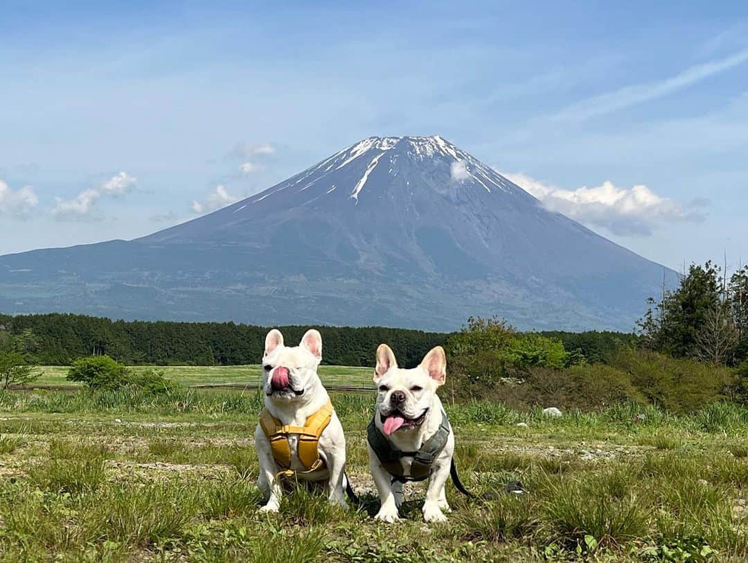 つの丸さんのインスタグラム写真 - (つの丸Instagram)「ピートとロッコを連れキャンプ⛺️ 富士山最高🗻」5月11日 7時07分 - ge_ha_mob