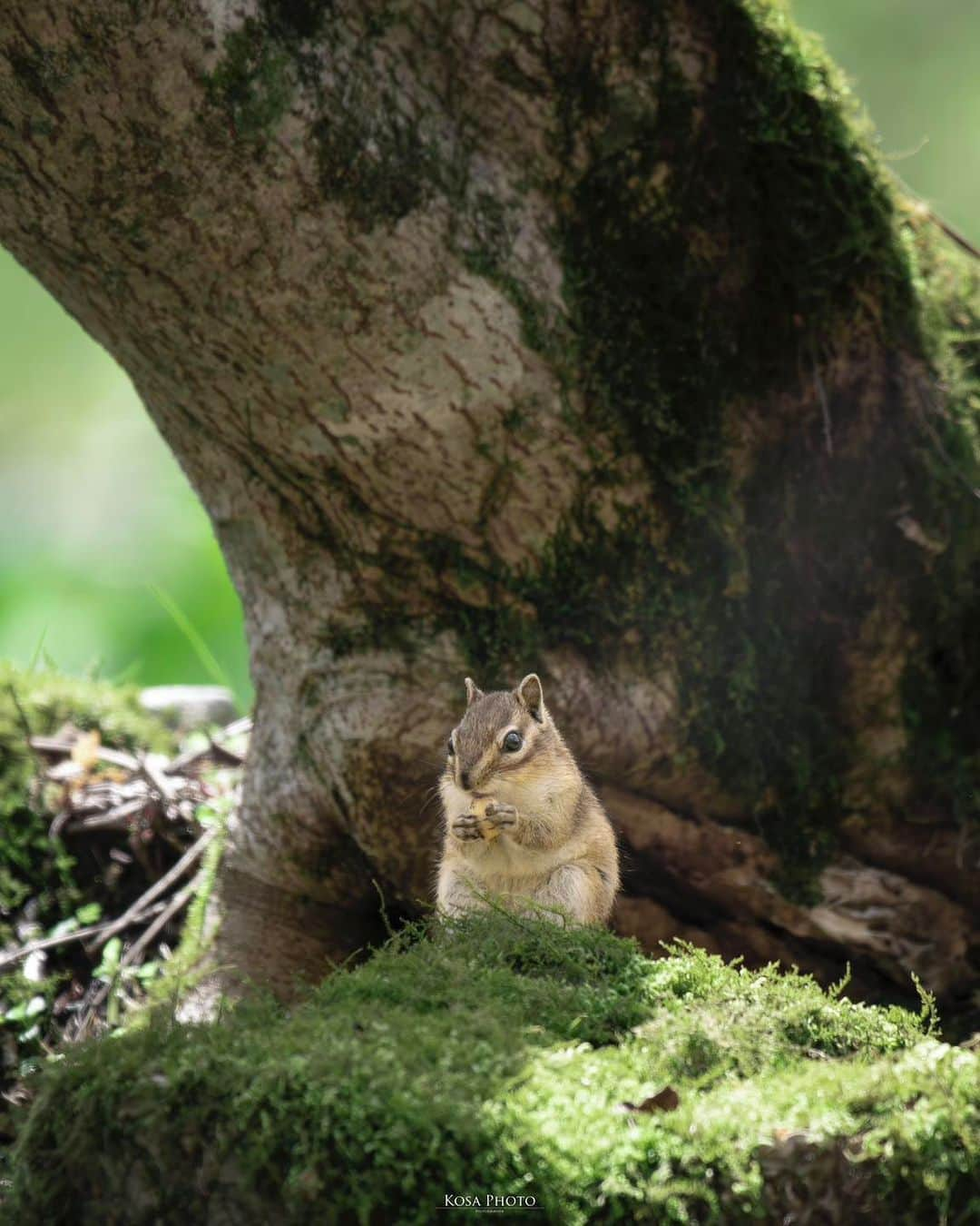 コサさんのインスタグラム写真 - (コサInstagram)「どんぐり大好き😍🐿️  天気も良くて、この日はリスさんも活発に行動してました😄 人間を恐れる様子はなくて、たまに数メートル先まで遊びに来てくれます〜♫  すみません。 めっちゃ撮りまくったので🐿️シリーズ続きます🙇‍♂️ . Location:日本 / Japan🇯🇵 Date:2023年5月 Camera:Z9/60-600mm . #シマリス #リス #nature #ig_naturelovers #nikoncreators #nikoncreators_2023landscape #Japan_Daytime_View #squirrel #chipmunk #私の瞳がきらめいた瞬間 #tokyocameraclub #art_of_japan_ #jgrv_member #team_jp_ #photo_jpn #sorakataphoto #LBJ_KING #mst_vip #広がり同盟メンバー #special_spot_legend #nipponpic_member #japan_bestpic_ #Rox_Captures #colore_de_saison #ptk_japan #japan_waphoto #じゃびふる #raw_japan #YourShotPhotographer #deaf_b_j_」5月11日 7時00分 - kosa_photo