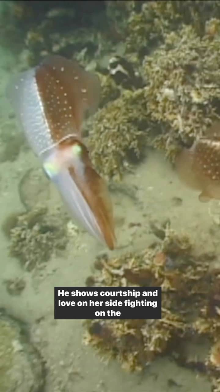 TED Talksのインスタグラム：「Did you know: 🦑Squids — along with octopuses and cuttlefish — have astonishing camouflaging abilities? And they can change their skin color and texture in a flash! 📸You can see this in real-time as marine biologist Roger Hanlon explains how a male squid can change half of its body to display signs of courtship on one side of its body and signal fighting on the other. To learn more about cephalopods, watch the full talk. 🔗in bio.  Tell us: What is your favorite fact about squid, octopus and other cephalopods?   #squid #oceanlife #ocotpus #TEDTalk #seacreatures」