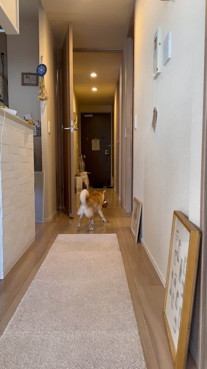 豆柴にこちゃんのインスタグラム
