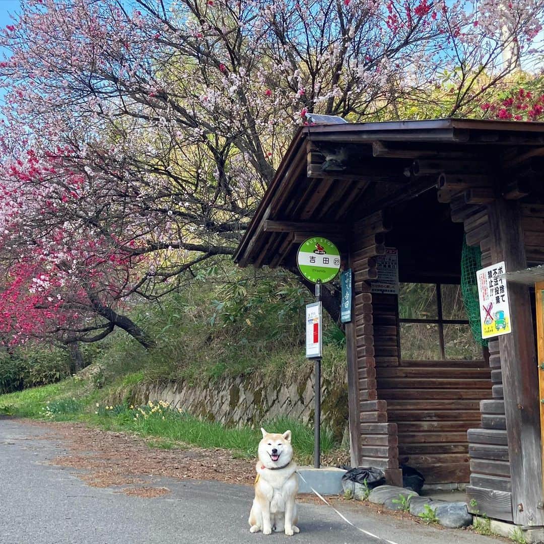 てんパパのインスタグラム：「4月23日、花咲く里のバス停にて #バスはまだですか #花桃 #桃源郷旅 #バス停 #BusStop」