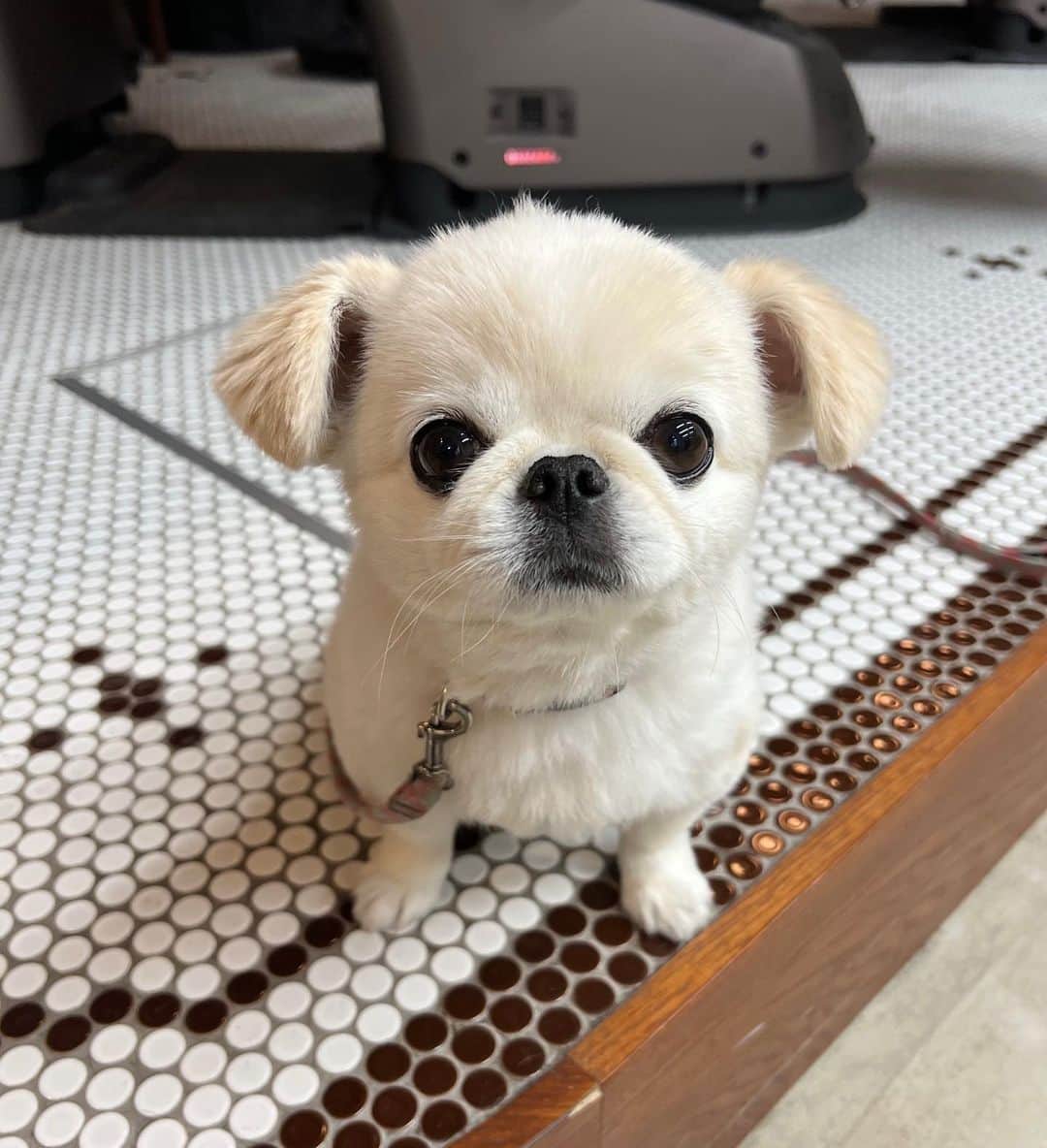 のインスタグラム：「はじめまして！ おもちともうします」
