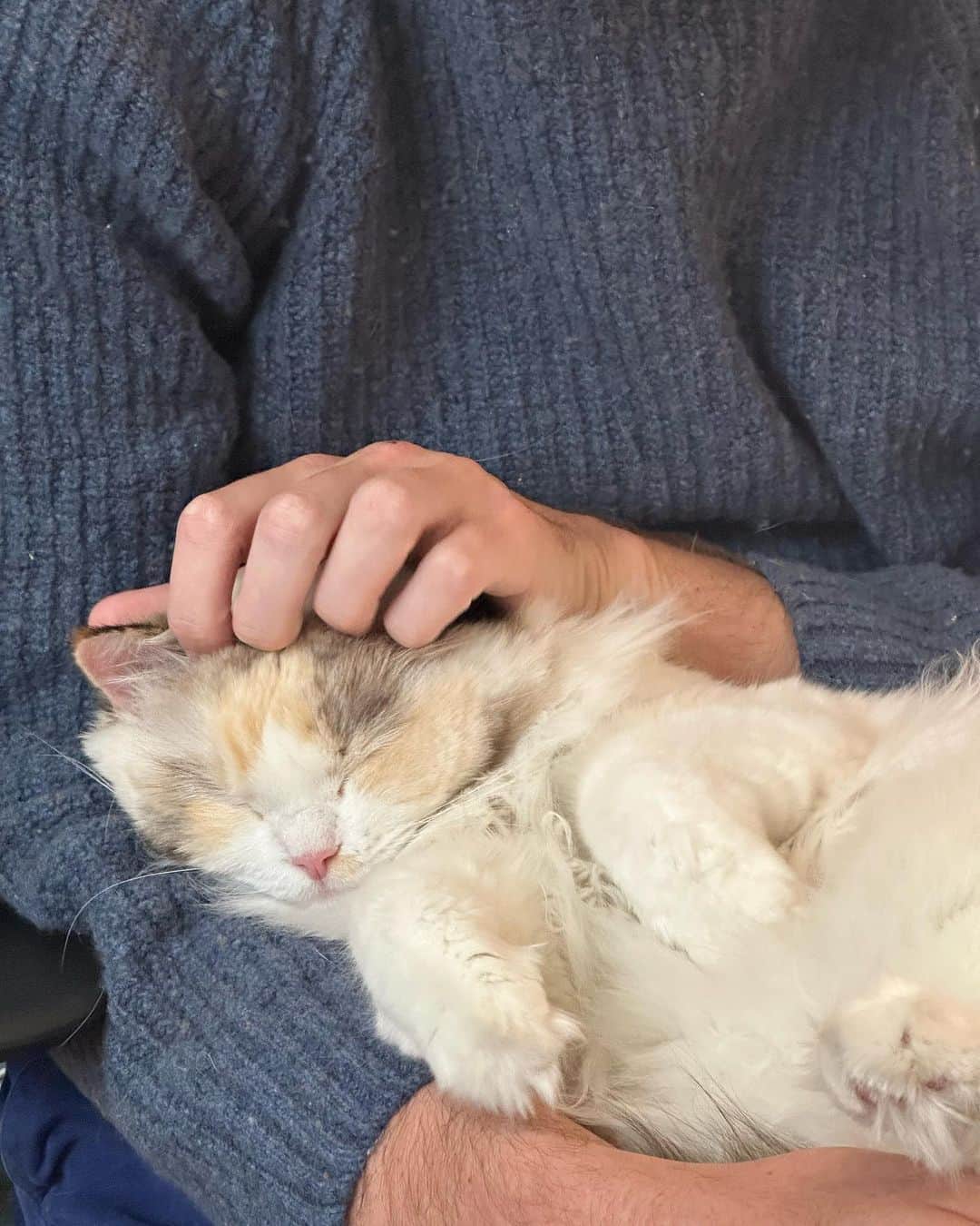 Arden Roseさんのインスタグラム写真 - (Arden RoseInstagram)「It’s cat dad o’clock! You’re welcome!」5月11日 8時56分 - ardenrose