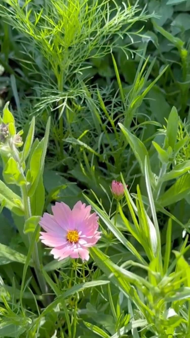 生活の木 メディカルハーブガーデン薬香草園【公式】のインスタグラム