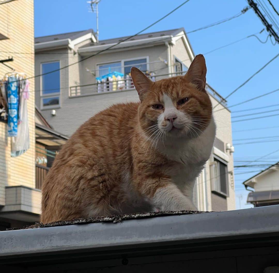 Kachimo Yoshimatsuさんのインスタグラム写真 - (Kachimo YoshimatsuInstagram)「おはようちゃめし。 Good Morning Chameshi 今日も良い天気｡  今朝は千葉の地震で起こされました。午前中にも揺れたし、また活発化するのかな？注意しましょう。  #うちの猫ら #猫 #ねこ #ニャンスタグラム #chameshi #にゃんすたぐらむ #ねこのきもち #cat #ネコ #catstagram #ネコ部 http://kachimo.exblog.jp」5月11日 10時09分 - kachimo