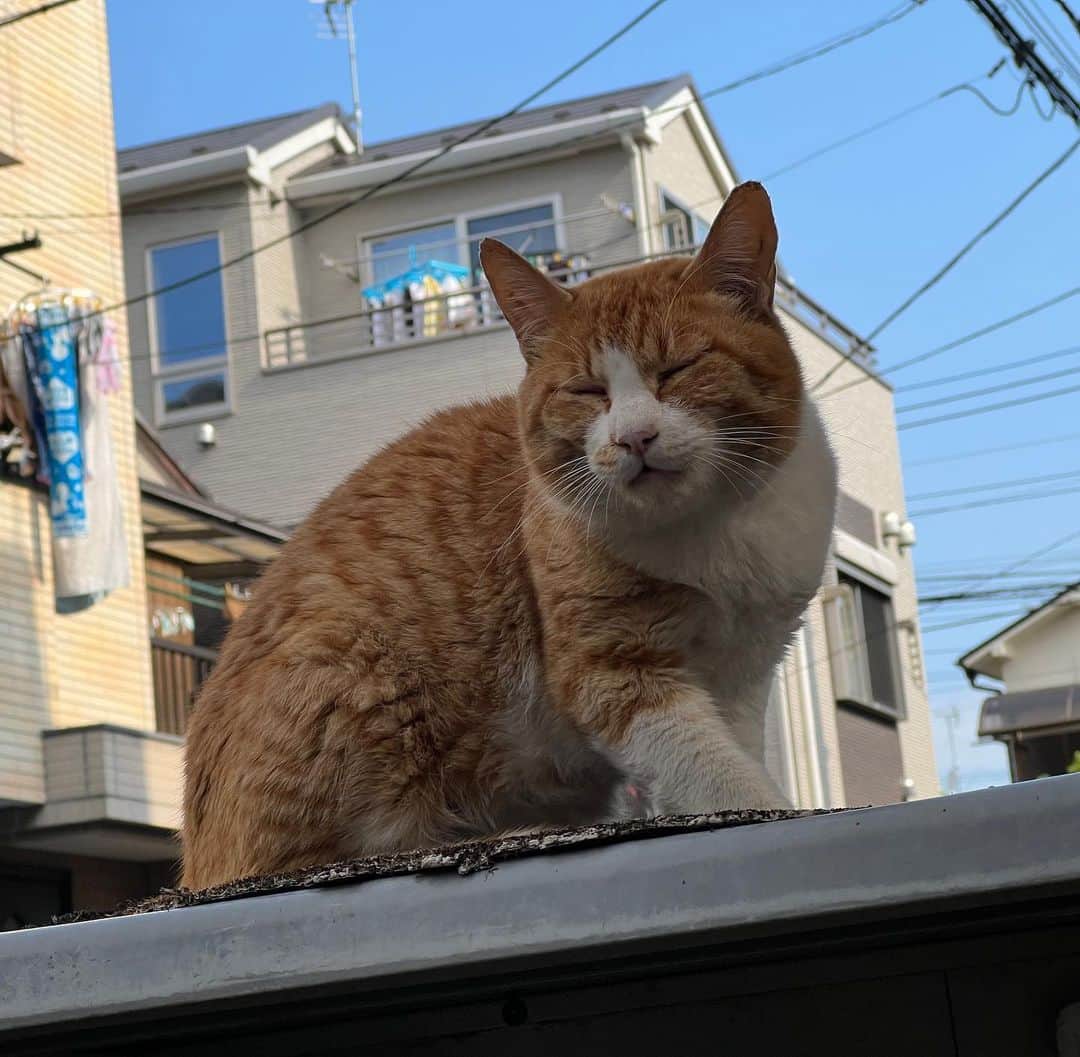 Kachimo Yoshimatsuのインスタグラム：「おはようちゃめし。 Good Morning Chameshi 今日も良い天気｡  今朝は千葉の地震で起こされました。午前中にも揺れたし、また活発化するのかな？注意しましょう。  #うちの猫ら #猫 #ねこ #ニャンスタグラム #chameshi #にゃんすたぐらむ #ねこのきもち #cat #ネコ #catstagram #ネコ部 http://kachimo.exblog.jp」