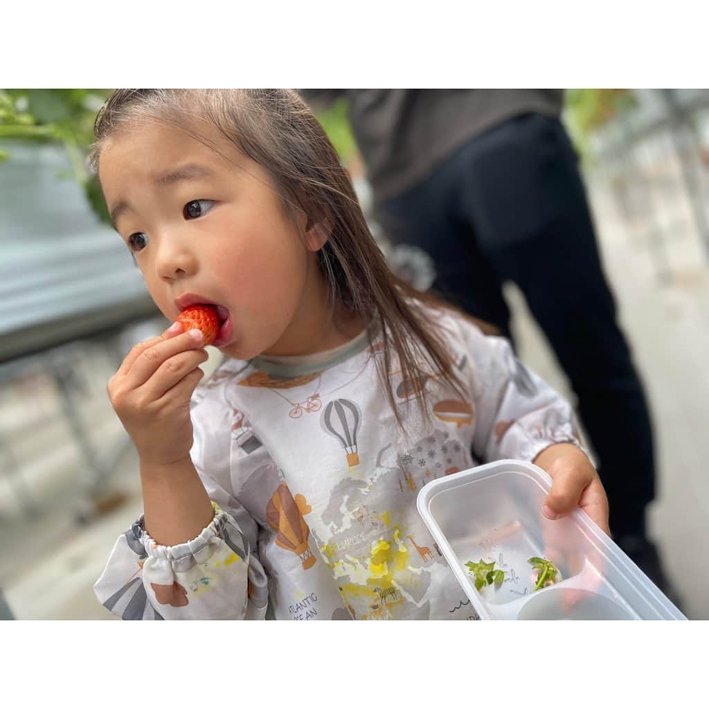 山田真以さんのインスタグラム写真 - (山田真以Instagram)「💗🎉🎂3歳🎂🎉💗 1日に娘が3歳になりました🌈 3年前の娘が生まれた日のことは 今でも鮮明に覚えている…😌 あっという間に会話ができるようになって、 自分でできることも増えたけど、 まだまだママ抱っこ〜❤️❤️と甘えんぼの娘です🥰💗  GWはパパが連戦でお出かけは出来なかったけれど、 実家の両親が遊びに来てくれたり、 姪っ子家族と義両親が娘のお誕生日会をしてくれたり、 山梨では大好きなみんながお祝いしてくれたりと、 じーじばーば、姪っ子家族、にーに、ねーね家族、 山梨の家族や優しいみんな、お友だち… たくさんたくさんプレゼントを頂いて嬉しそうだった💐 そんなたくさんのプレゼントを見て、 たくさんの人に愛されて育っているなぁと これまた嬉しく思いました🌼 娘にとっては最高に幸せなGWになったと思います🫧  甲府の石原農園さんも娘に🍓を誕生日に贈って下さって、娘が大好きないちごを食べながら 幸せなの〜😌💕と言っている動画は、 なんだかこちらも幸せな気分になるので、 毎夜寝る前にパパと鑑賞するのが日課となっています🤭  3歳もたくさん楽しいこといっぱいの一年になりますように🌈✨  #2y11mの記録 ✔︎ あとでやるの！いまやらないの！と、あとで！が口ぐせに。お願い、いまやって…🫠 ✔︎4月はいろんな環境の変化があって心ぐらぐらしているのが側にいてよく分かった。小さな体で一生懸命👏よく頑張った👏 ✔︎入園式とかはなかったけれど、年少さんを迎える前に、未就園児クラスに入園🌸 ✔︎幼稚園いかないのおやすみするの。が日課に。10日ほど行かない！が続き、こちらのメンタルが…と思っていた矢先、幼稚園いくの💗と泣かずに通園🐣成長🥹 ✔︎YouTubeの広告が出てくると、にーさんよ！と広告飛ばせの指示。YouTubeをいーちゅーぶと呼ぶ。 ✔︎いしめーいしめーと謎の言葉連発。いしめってなに？😇  #3y#3歳#3y0m#お誕生日#3歳の誕生日#2歳11ヶ月#2y11mの記録」5月11日 10時40分 - maaai.yamada