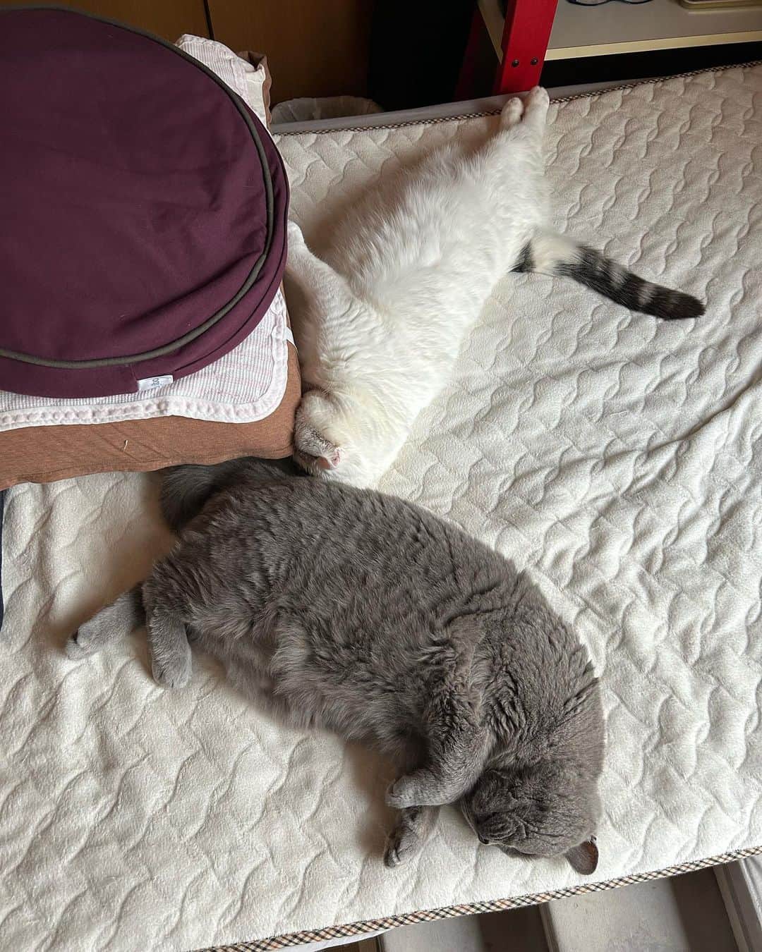 KAORUさんのインスタグラム写真 - (KAORUInstagram)「#睡魔 😴 #諭吉 の尻尾が当たってても起きなかった #幸来 ちゃん  息、出来てますか〜？  #諭吉と幸来  #ゆきさく #猫のいる暮らし」5月11日 11時07分 - yukisaku_88