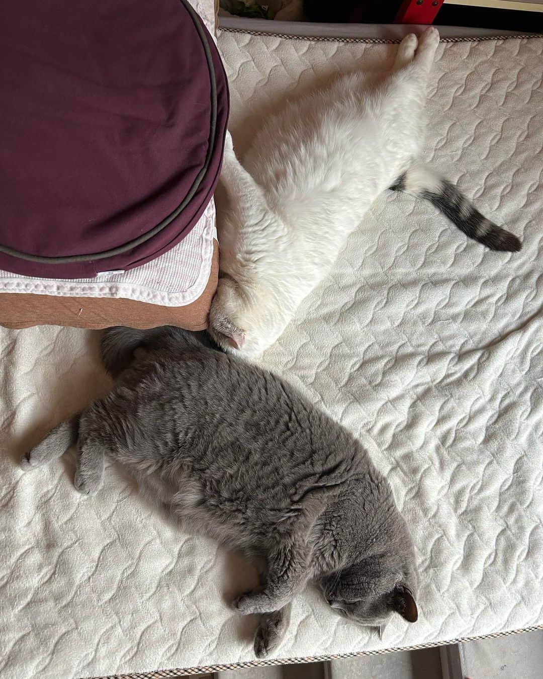 KAORUさんのインスタグラム写真 - (KAORUInstagram)「#睡魔 😴 #諭吉 の尻尾が当たってても起きなかった #幸来 ちゃん  息、出来てますか〜？  #諭吉と幸来  #ゆきさく #猫のいる暮らし」5月11日 11時07分 - yukisaku_88
