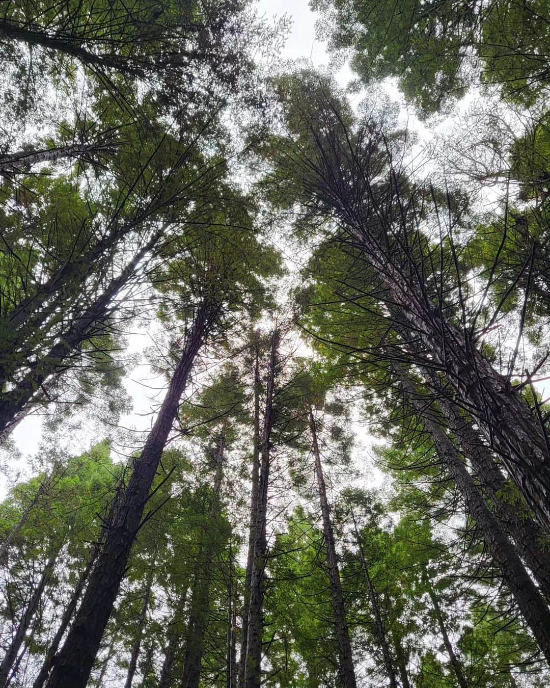 パク・ソングァンさんのインスタグラム写真 - (パク・ソングァンInstagram)「## #redwoodforest  #newzealand 3days」5月11日 11時20分 - parksungkwang_22